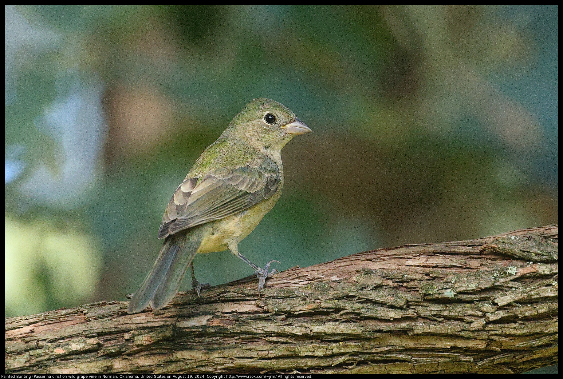 Painted Bunting (Passerina ciris) on wild grape vine in Norman, Oklahoma, United States on August 19, 2024