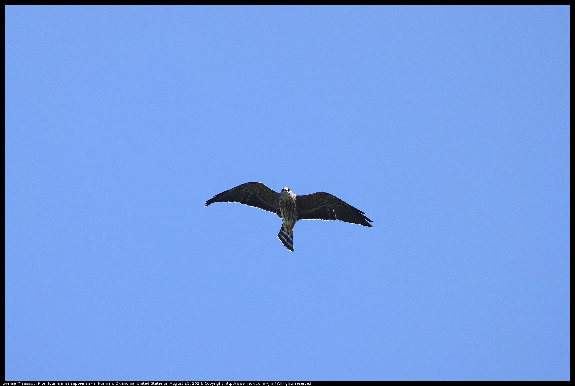 Juvenile Mississippi Kite (Ictinia mississippiensis) in Norman, Oklahoma, United States on August 23, 2024