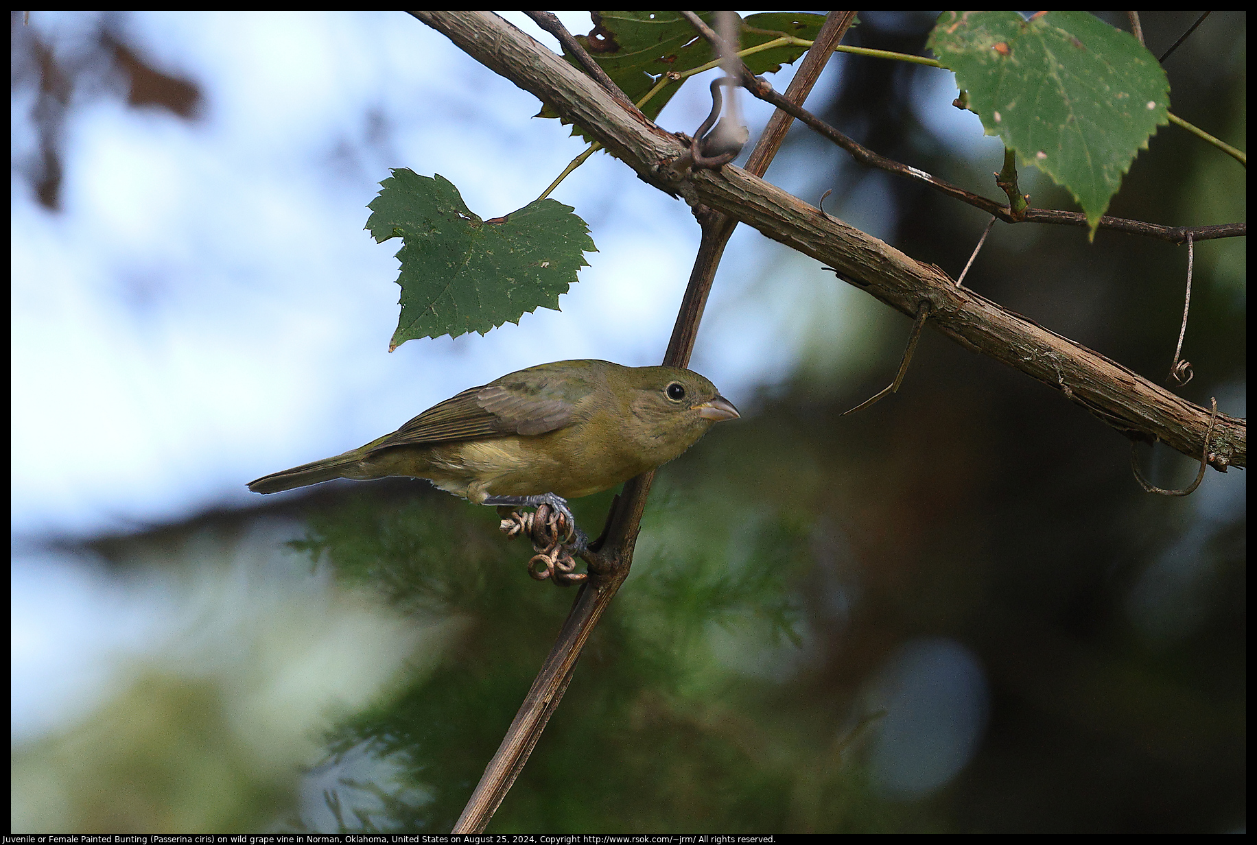 Juvenile or Female Painted Bunting (Passerina ciris) on wild grape vine in Norman, Oklahoma, United States on August 25, 2024