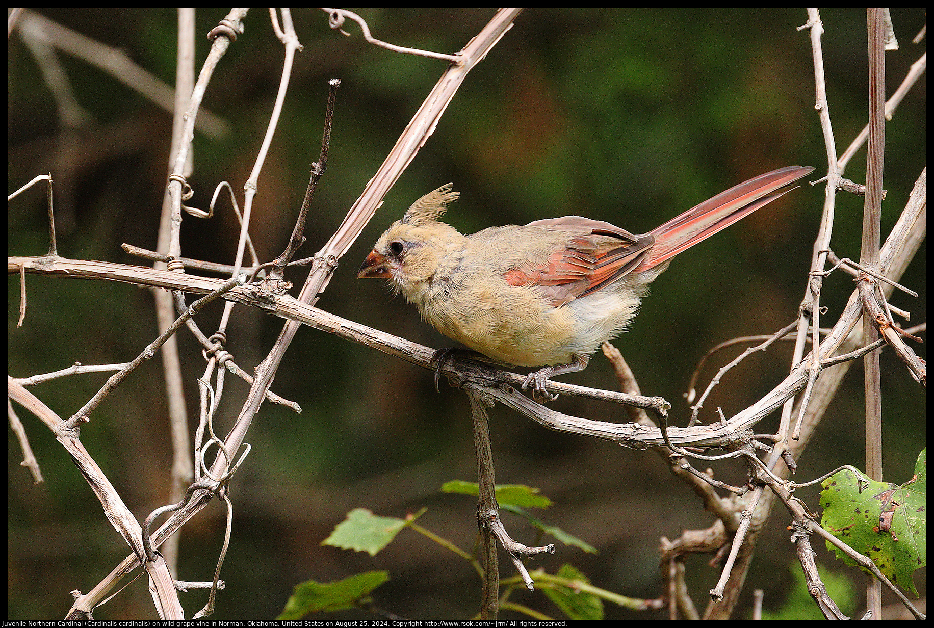 Juvenile Northern Cardinal (Cardinalis cardinalis) on wild grape vine in Norman, Oklahoma, United States on August 25, 2024