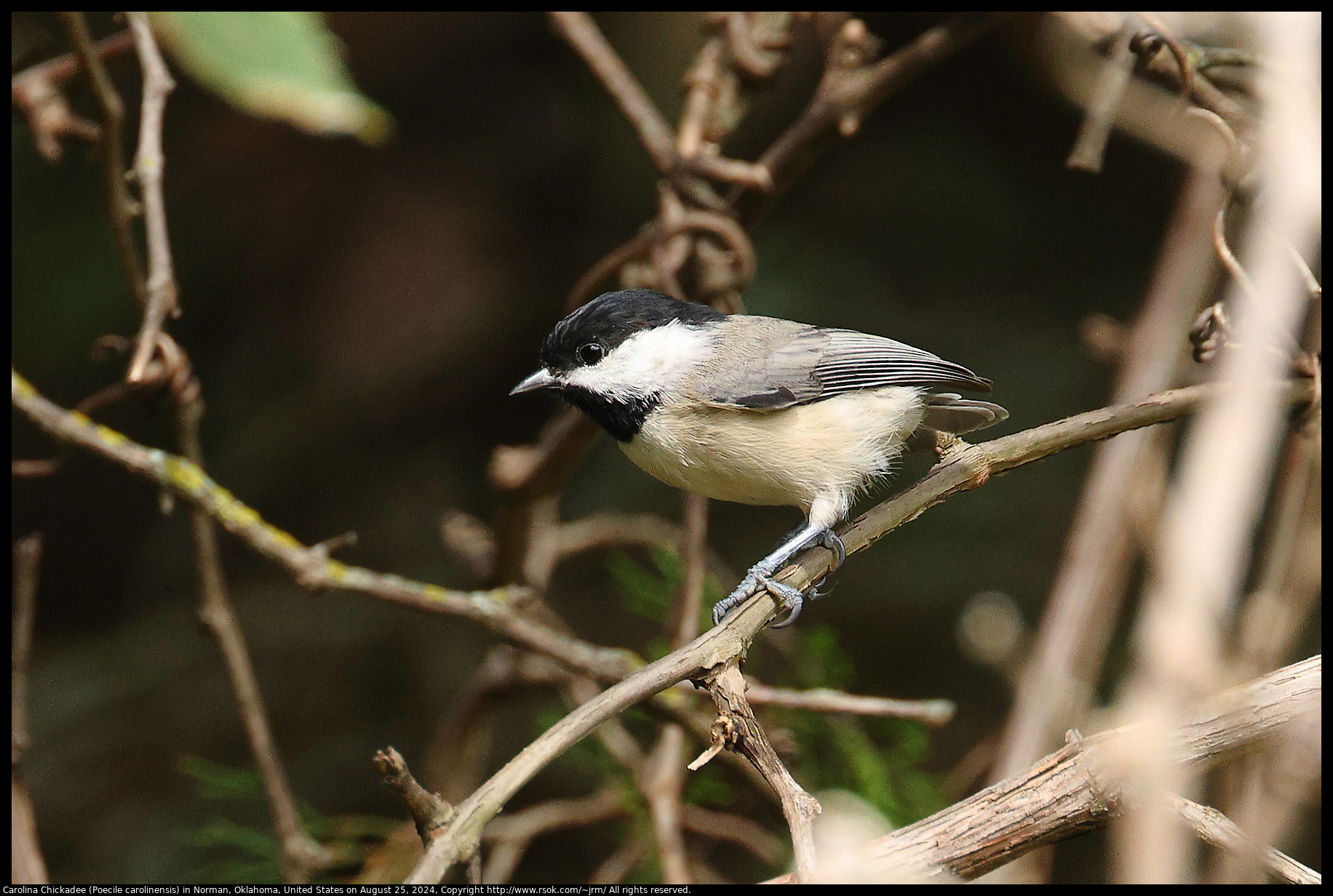 Carolina Chickadee (Poecile carolinensis) in Norman, Oklahoma, United States on August 25, 2024