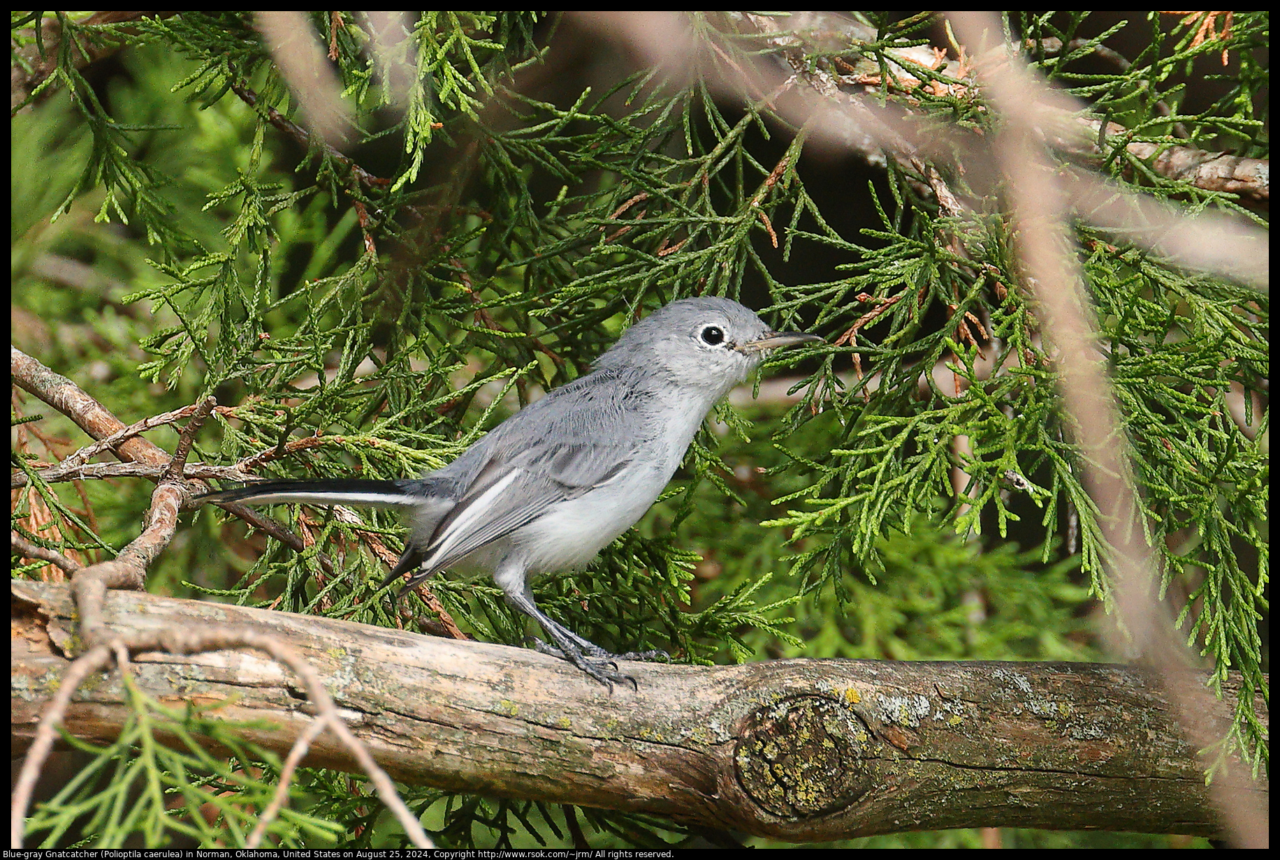 Blue-gray Gnatcatcher (Polioptila caerulea) in Norman, Oklahoma, United States on August 25, 2024