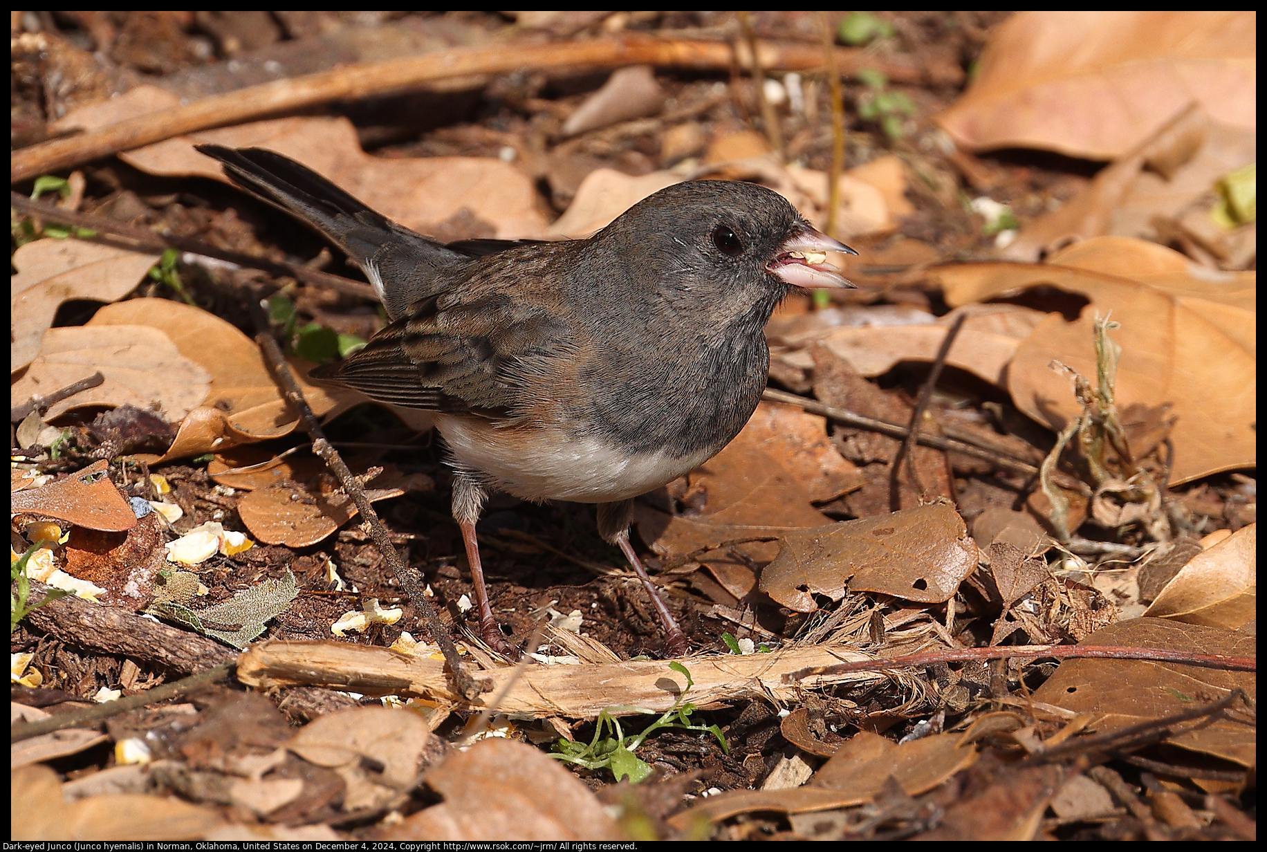 Dark-eyed Junco (Junco hyemalis) in Norman, Oklahoma, United States on December 4, 2024