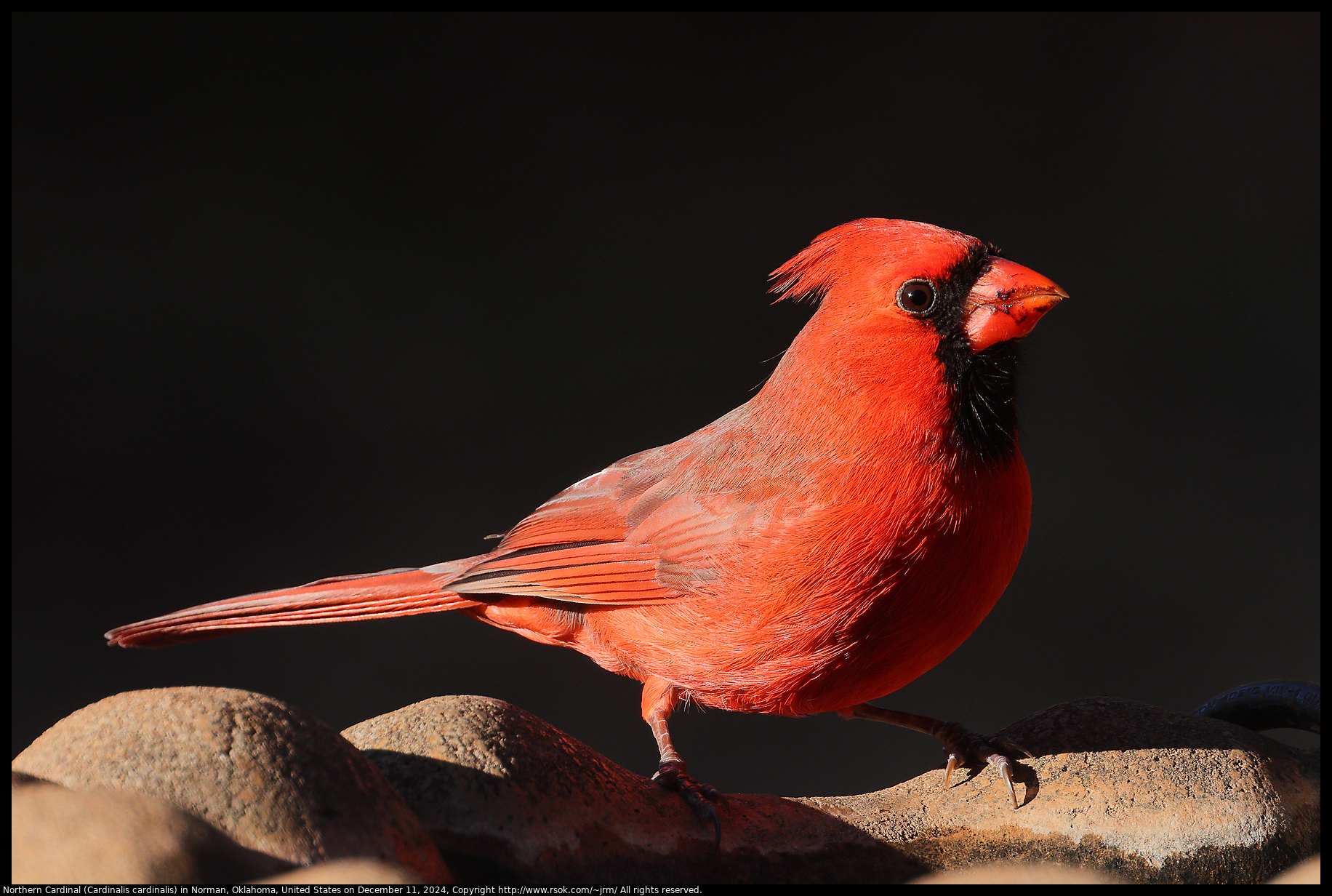 Northern Cardinal (Cardinalis cardinalis) in Norman, Oklahoma, United States on December 11, 2024