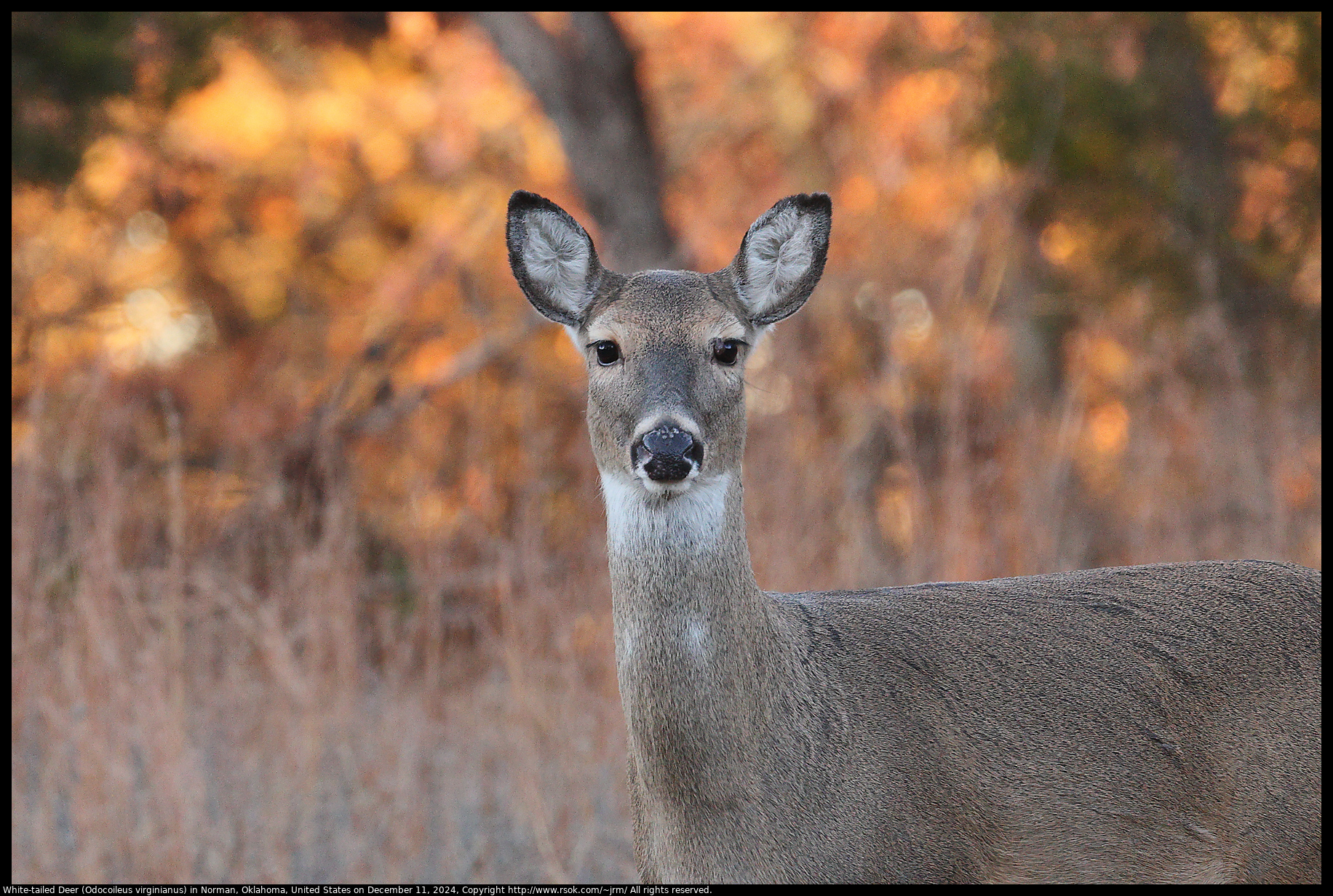 White-tailed Deer (Odocoileus virginianus) in Norman, Oklahoma, United States on December 11, 2024