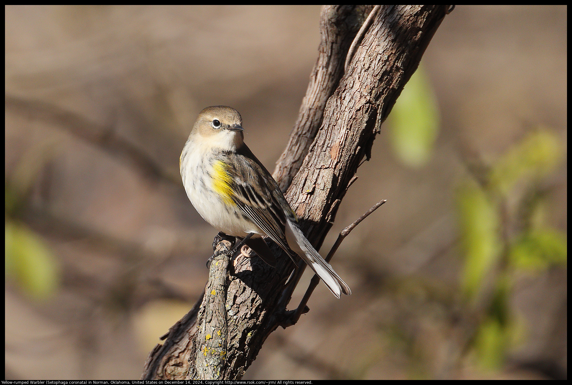 Yellow-rumped Warbler (Setophaga coronata) in Norman, Oklahoma, United States on December 14, 2024