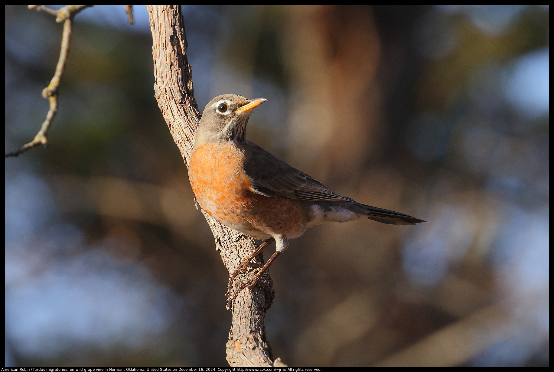 American Robin (Turdus migratorius) on wild grape vine in Norman, Oklahoma, United States on December 16, 2024