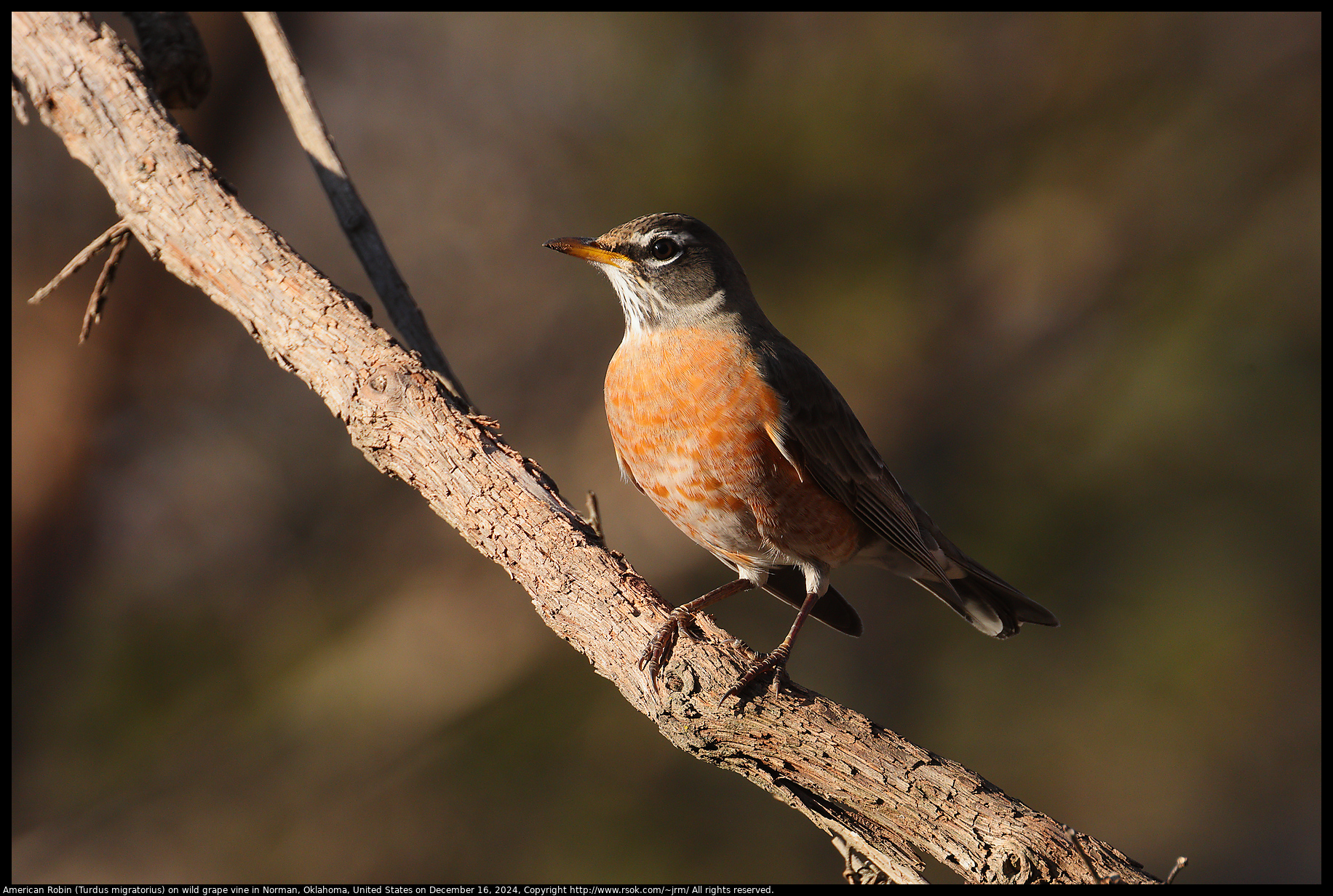 American Robin (Turdus migratorius) on wild grape vine in Norman, Oklahoma, United States on December 16, 2024