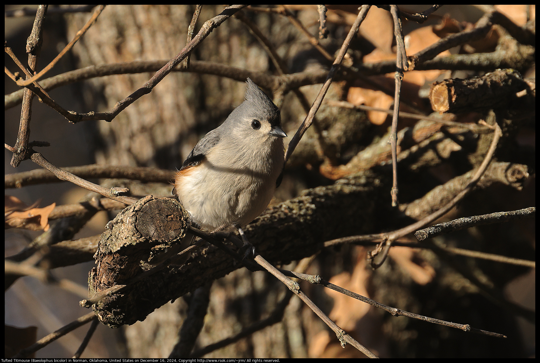 Tufted Titmouse (Baeolophus bicolor) in Norman, Oklahoma, United States on December 16, 2024