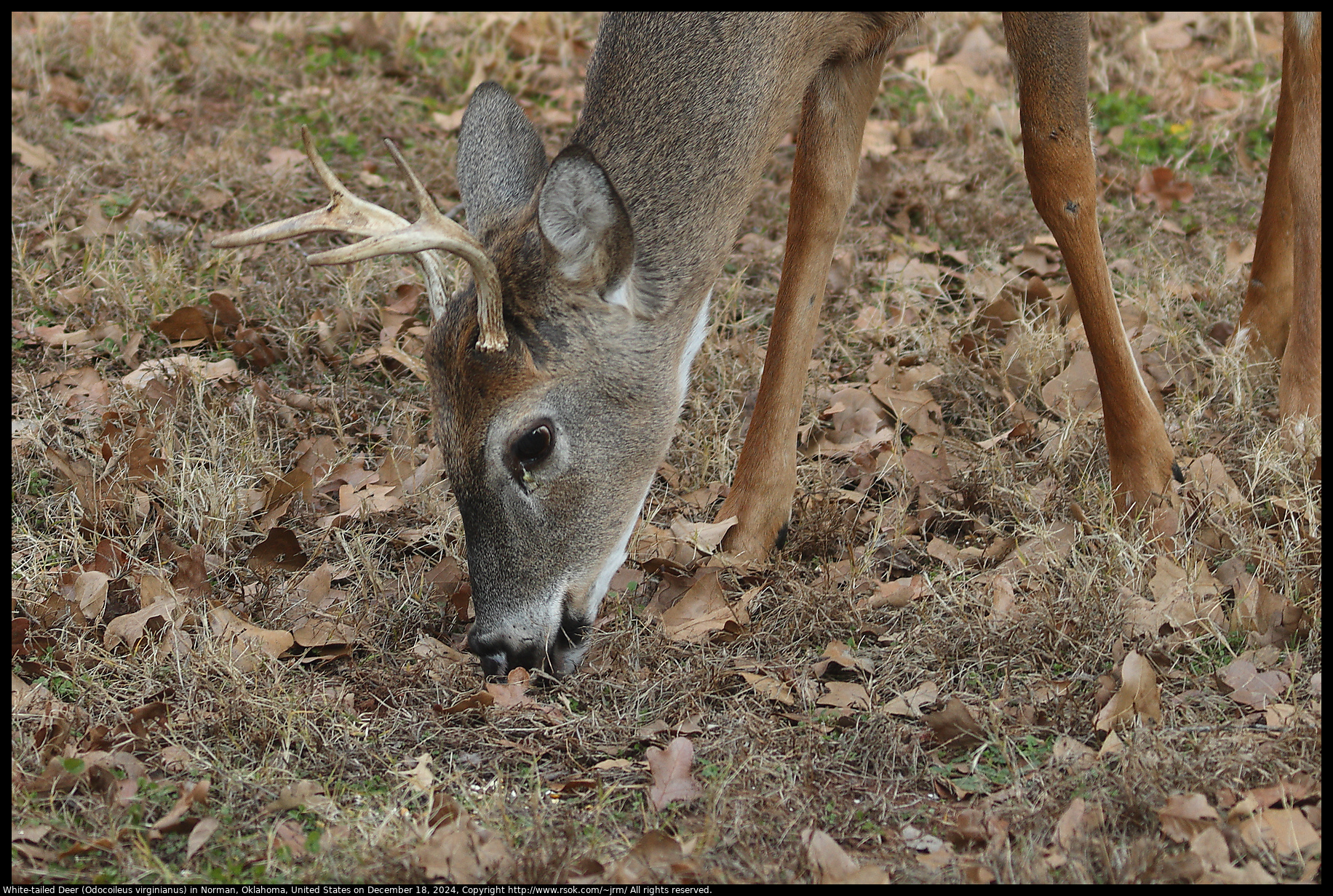 White-tailed Deer (Odocoileus virginianus) in Norman, Oklahoma, United States on December 18, 2024