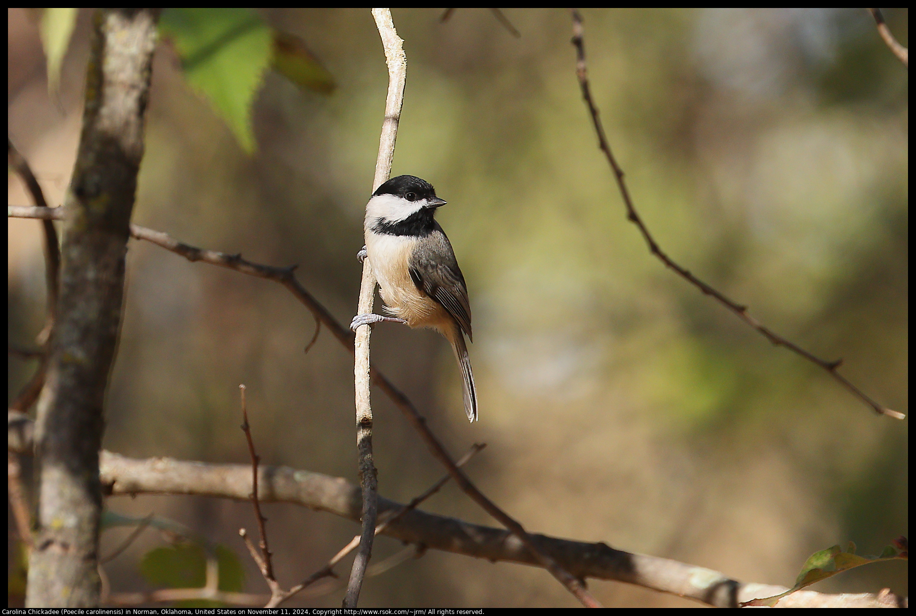 Carolina Chickadee (Poecile carolinensis) in Norman, Oklahoma, United States on November 11, 2024