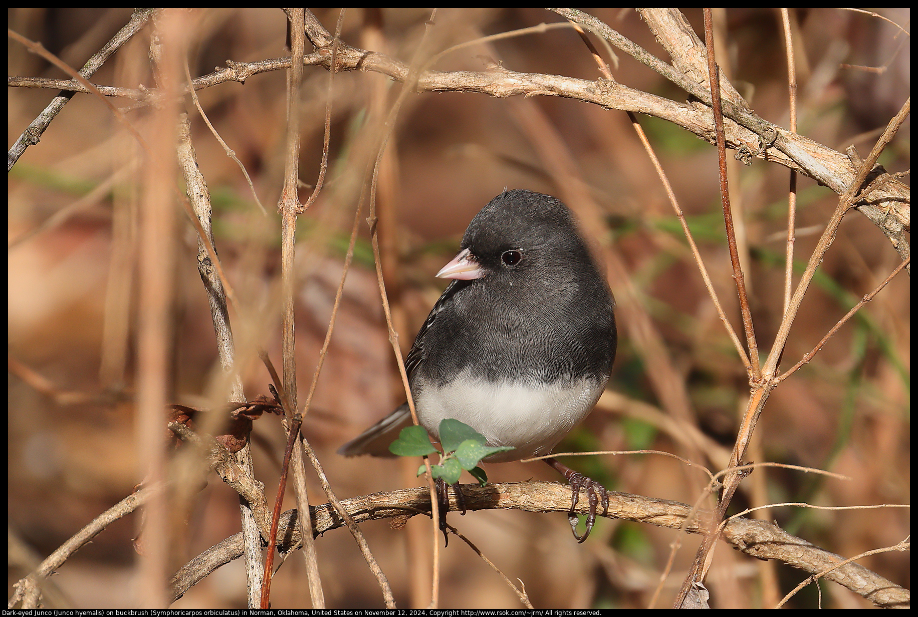 Dark-eyed Junco (Junco hyemalis) on buckbrush (Symphoricarpos orbiculatus) in Norman, Oklahoma, United States on November 12, 2024