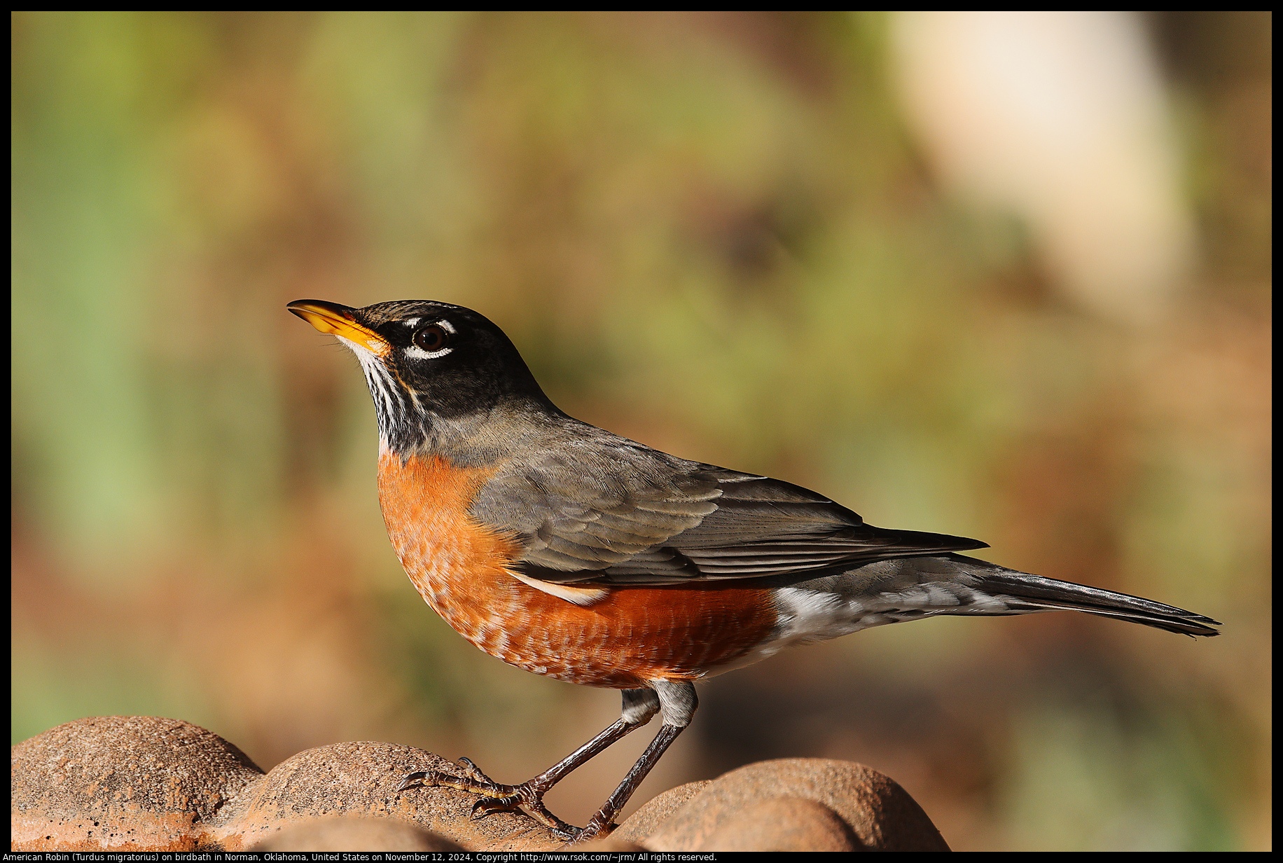 American Robin (Turdus migratorius) on birdbath in Norman, Oklahoma, United States on November 12, 2024