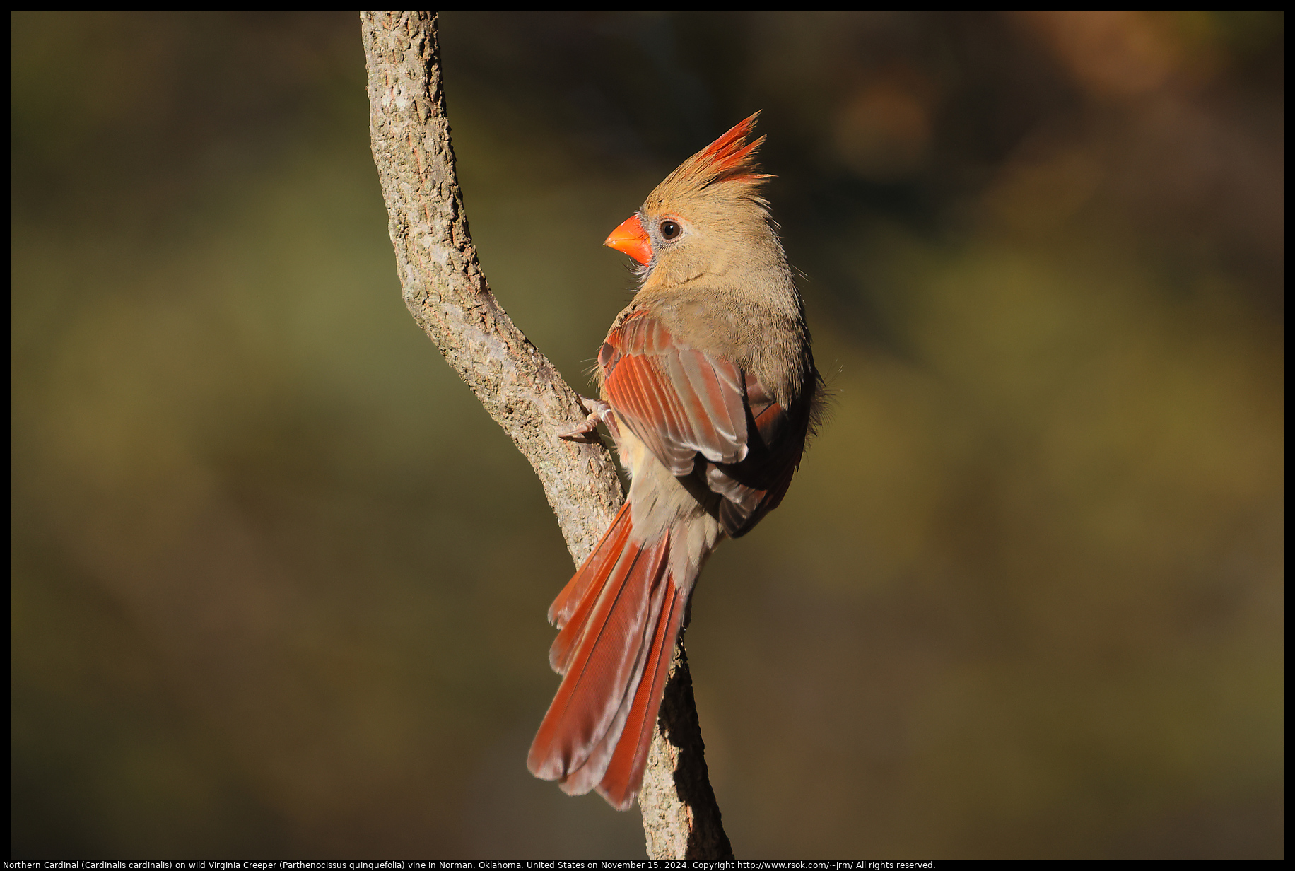 Northern Cardinal (Cardinalis cardinalis) on wild Virginia Creeper (Parthenocissus quinquefolia) vine in Norman, Oklahoma, United States on November 15, 2024