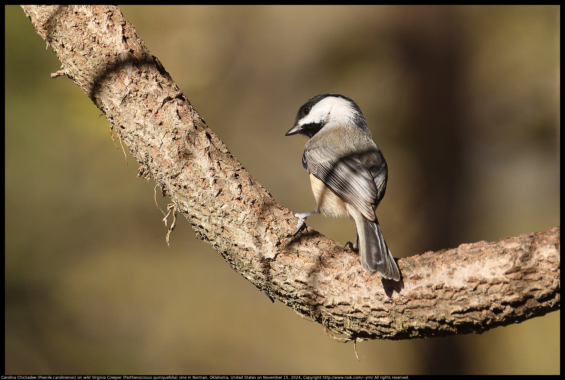 Carolina Chickadee (Poecile carolinensis) on wild Virginia Creeper (Parthenocissus quinquefolia) vine in Norman, Oklahoma, United States on November 15, 2024