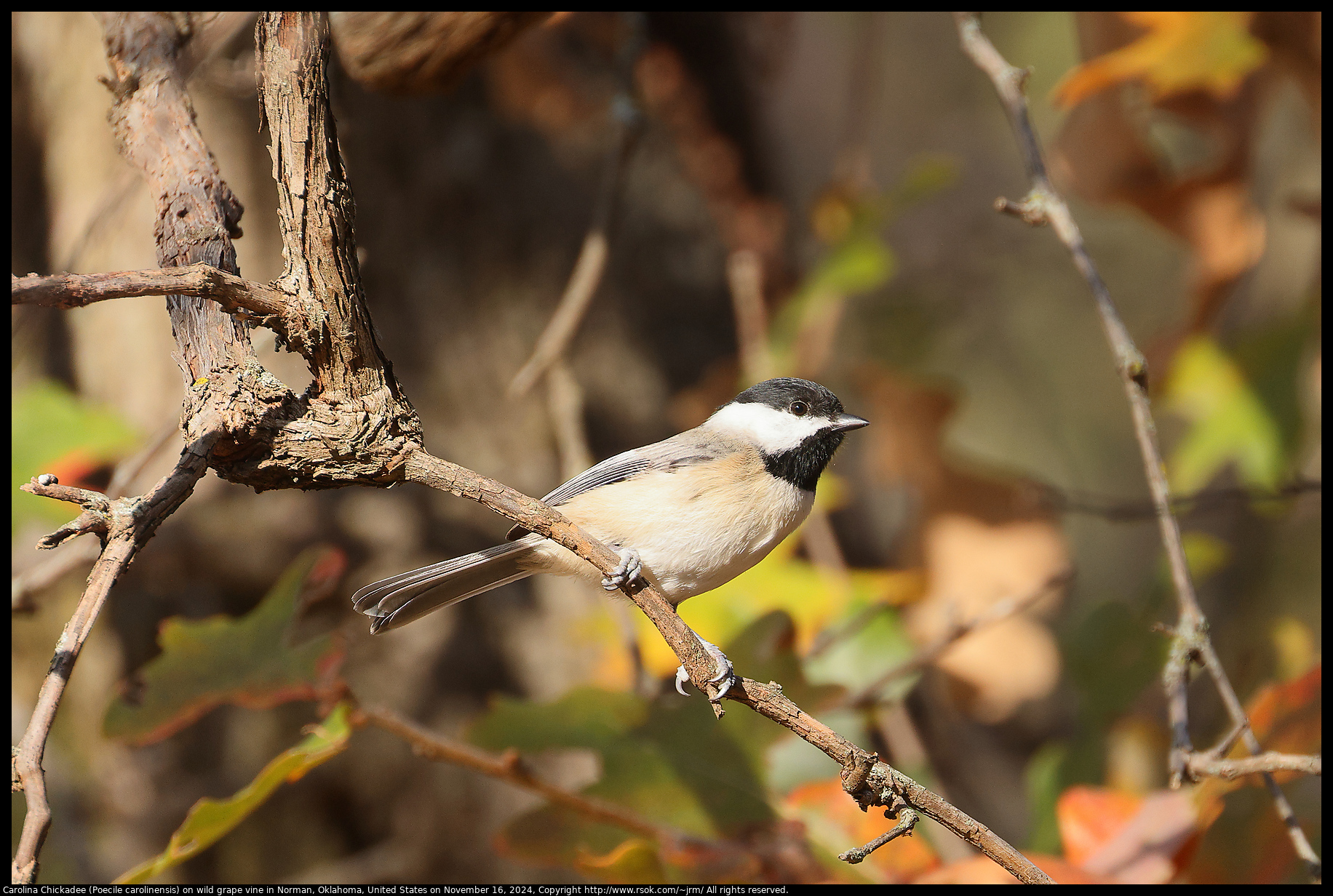 Carolina Chickadee (Poecile carolinensis) on wild grape vine in Norman, Oklahoma, United States on November 16, 2024