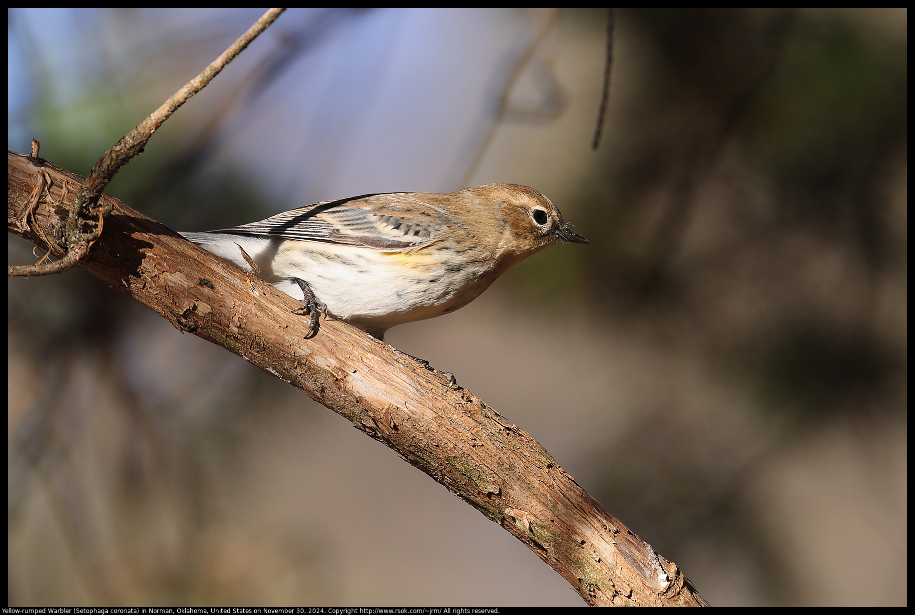 Yellow-rumped Warbler (Setophaga coronata) in Norman, Oklahoma, United States on November 30, 2024