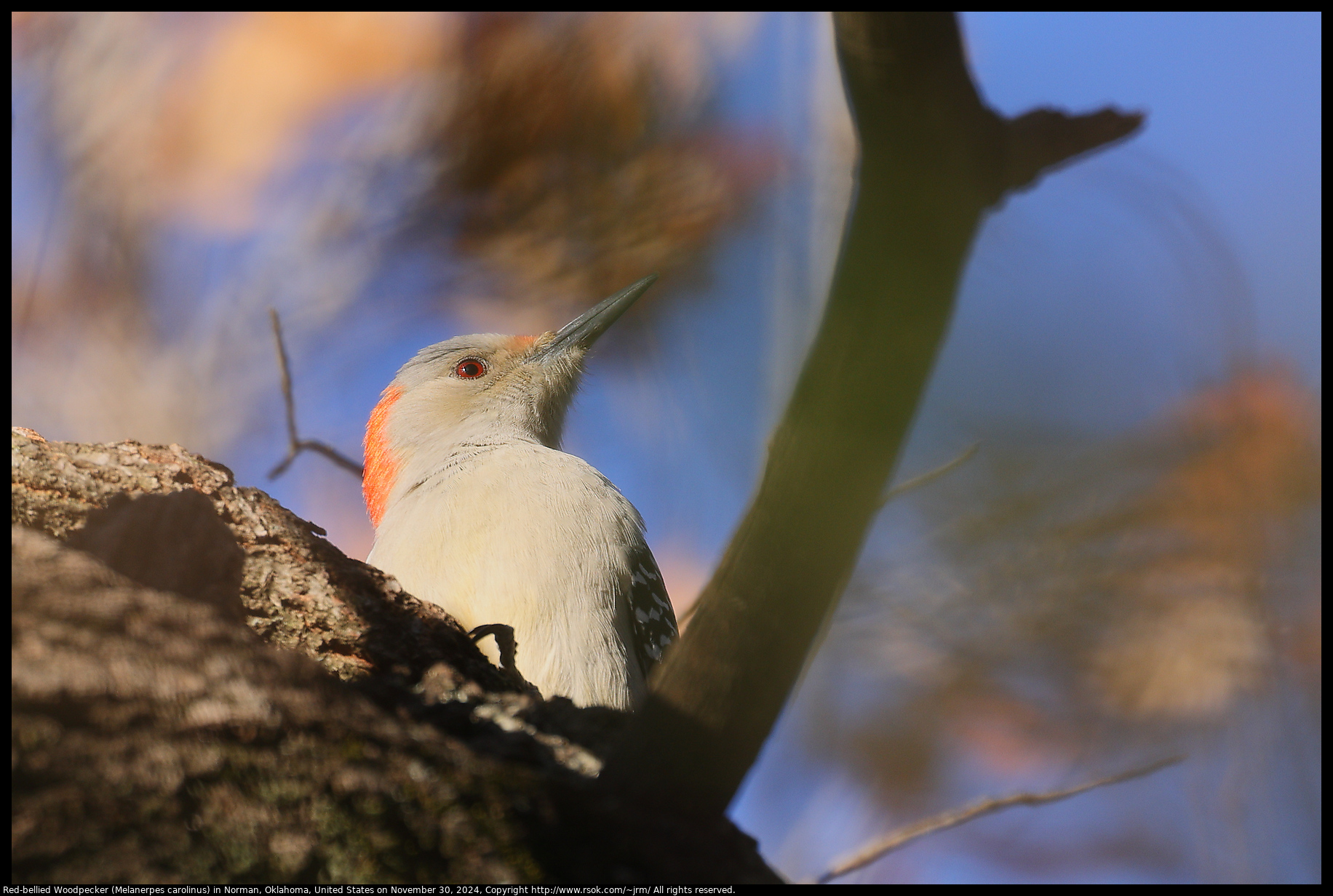 Red-bellied Woodpecker (Melanerpes carolinus) in Norman, Oklahoma, United States on November 30, 2024