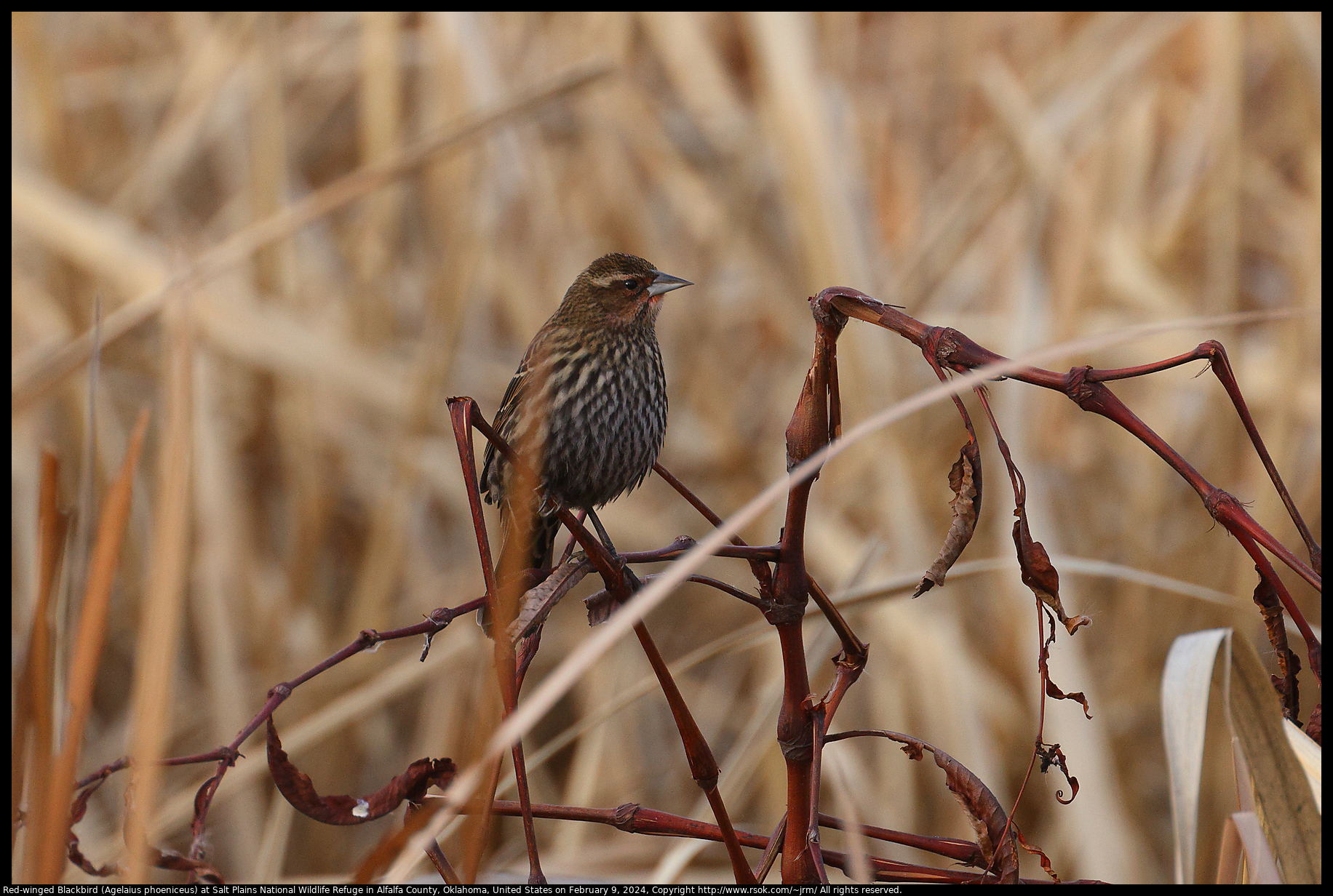 Red-winged Blackbird (Agelaius phoeniceus) at Salt Plains National Wildlife Refuge in Alfalfa County, Oklahoma, United States on February 9, 2024