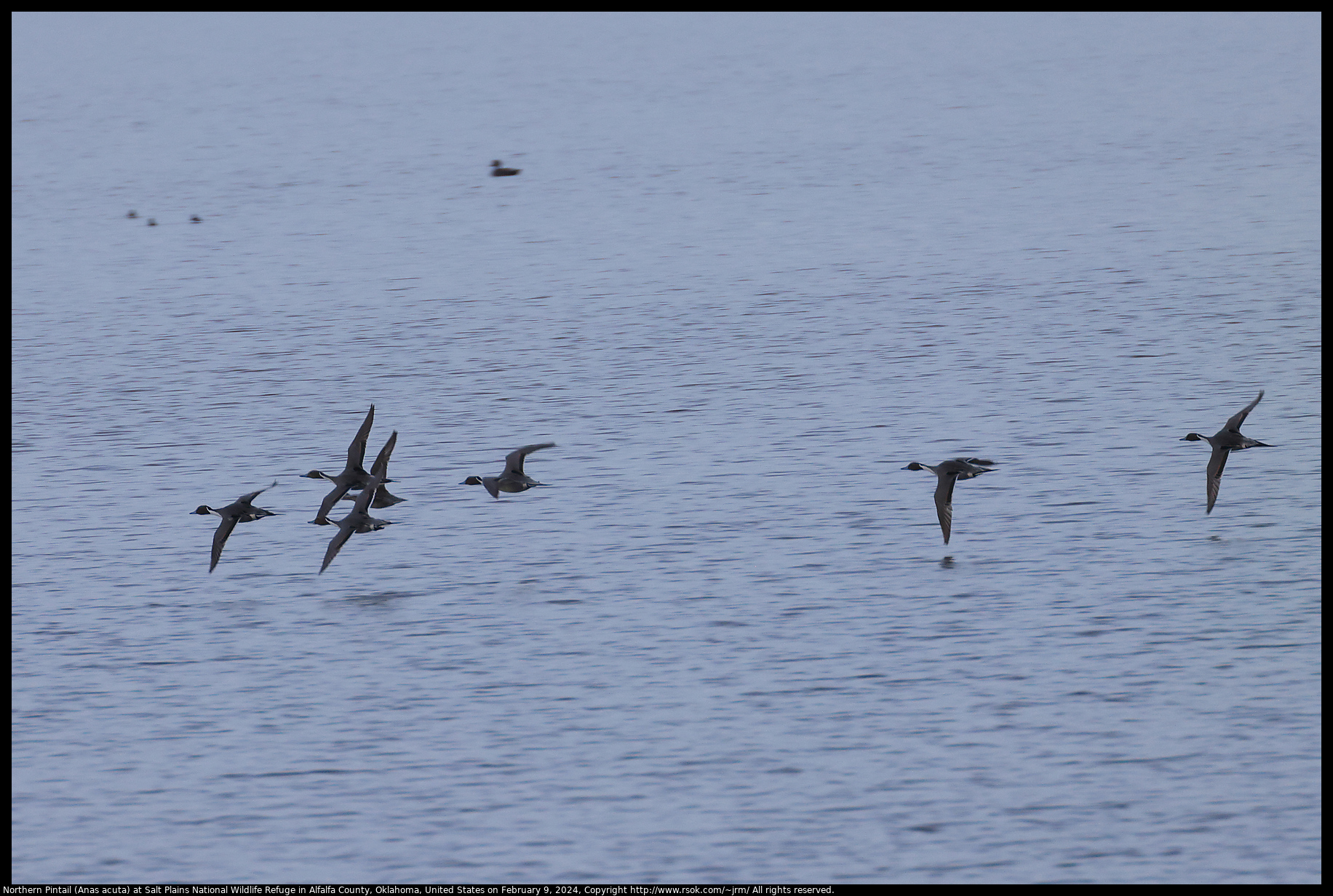 Northern Pintail (Anas acuta) at Salt Plains National Wildlife Refuge in Alfalfa County, Oklahoma, United States on February 9, 2024