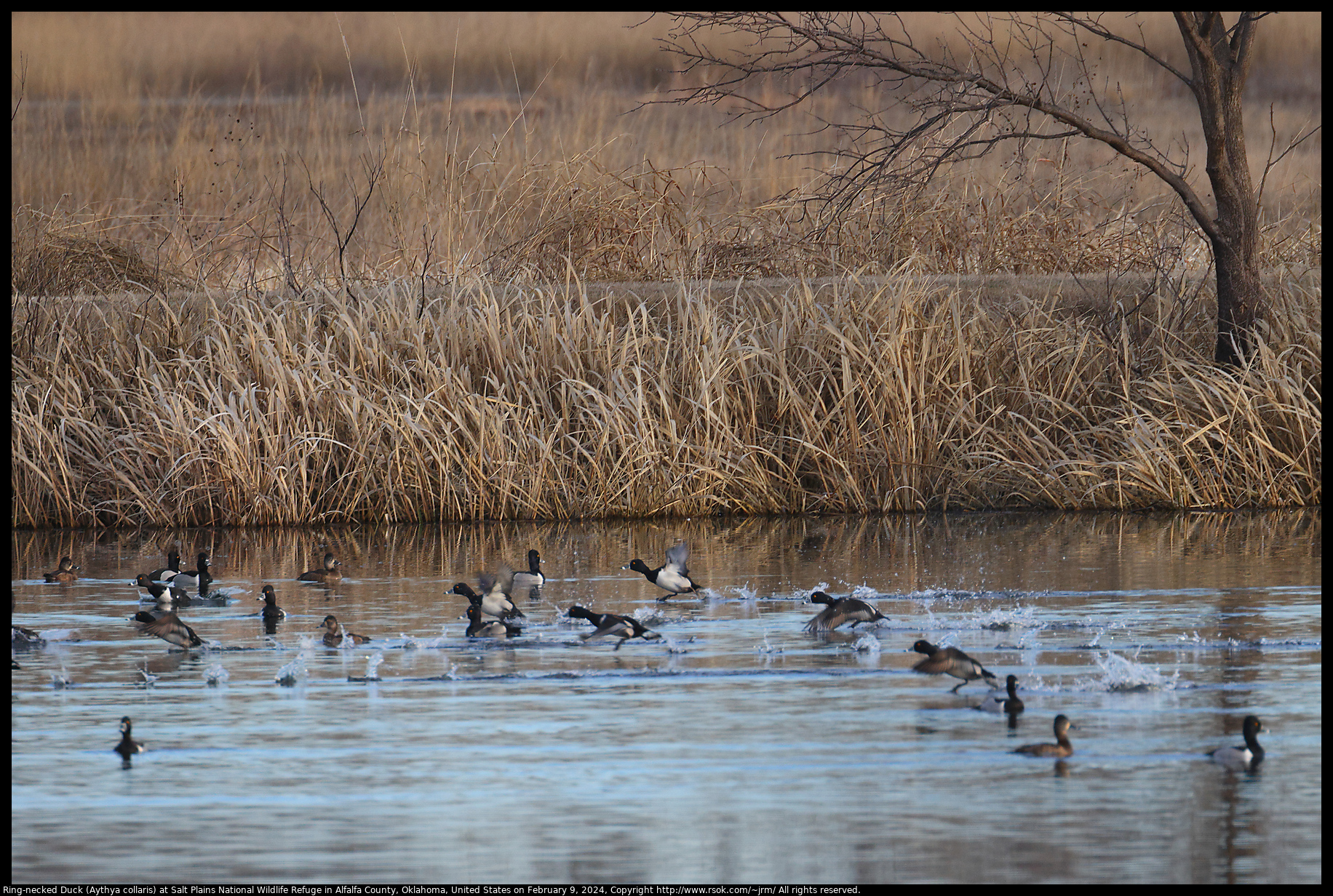 Ring-necked Duck (Aythya collaris) at Salt Plains National Wildlife Refuge in Alfalfa County, Oklahoma, United States on February 9, 2024