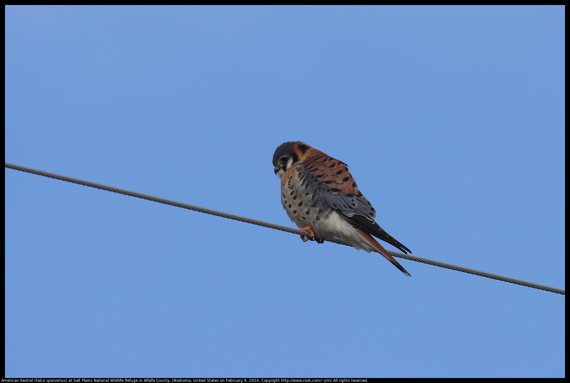 American Kestrel (Falco sparverius) at Salt Plains National Wildlife Refuge in Alfalfa County, Oklahoma, United States on February 9, 2024