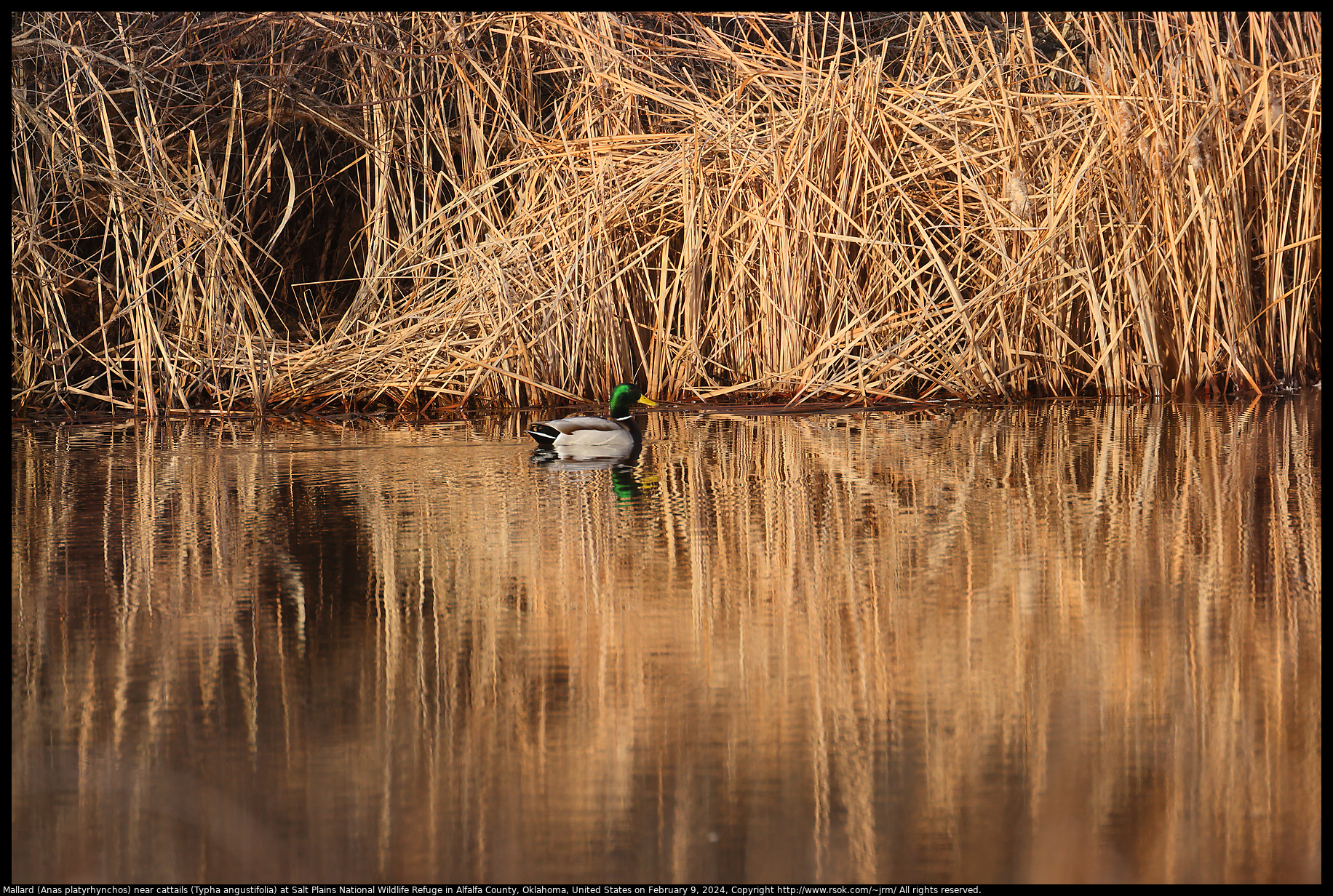 Mallard (Anas platyrhynchos) near cattails (Typha angustifolia) at Salt Plains National Wildlife Refuge in Alfalfa County, Oklahoma, United States on February 9, 2024