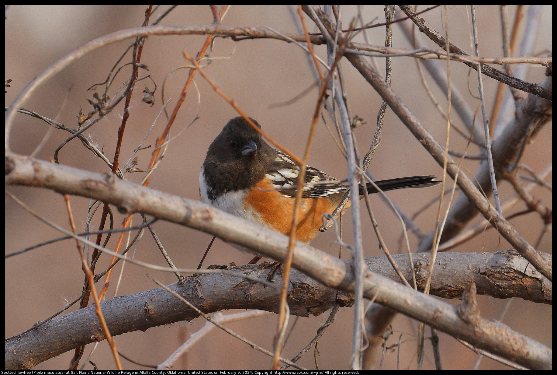 Spotted Towhee (Pipilo maculatus) at Salt Plains National Wildlife Refuge in Alfalfa County, Oklahoma, United States on February 9, 2024