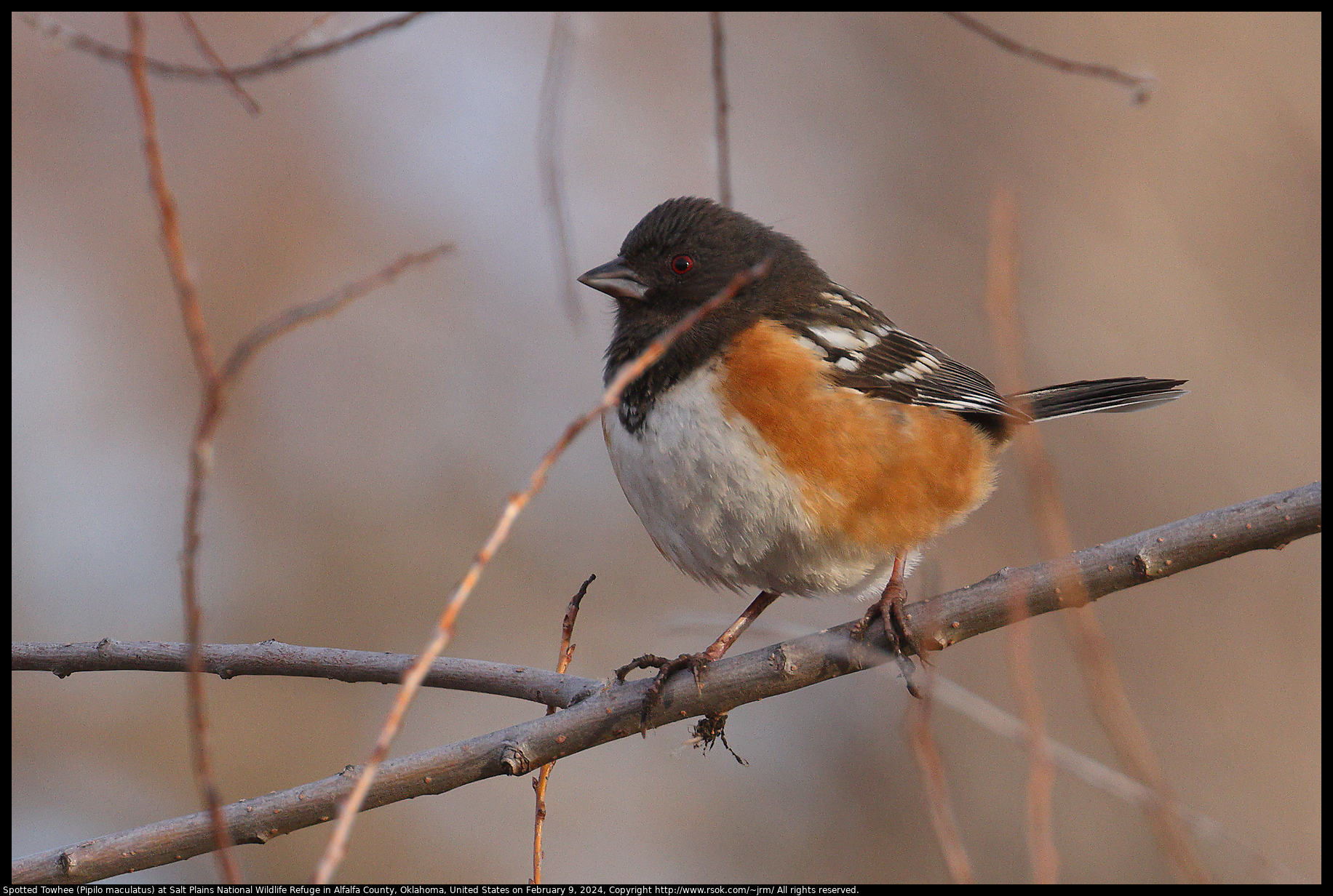 Spotted Towhee (Pipilo maculatus) at Salt Plains National Wildlife Refuge in Alfalfa County, Oklahoma, United States on February 9, 2024