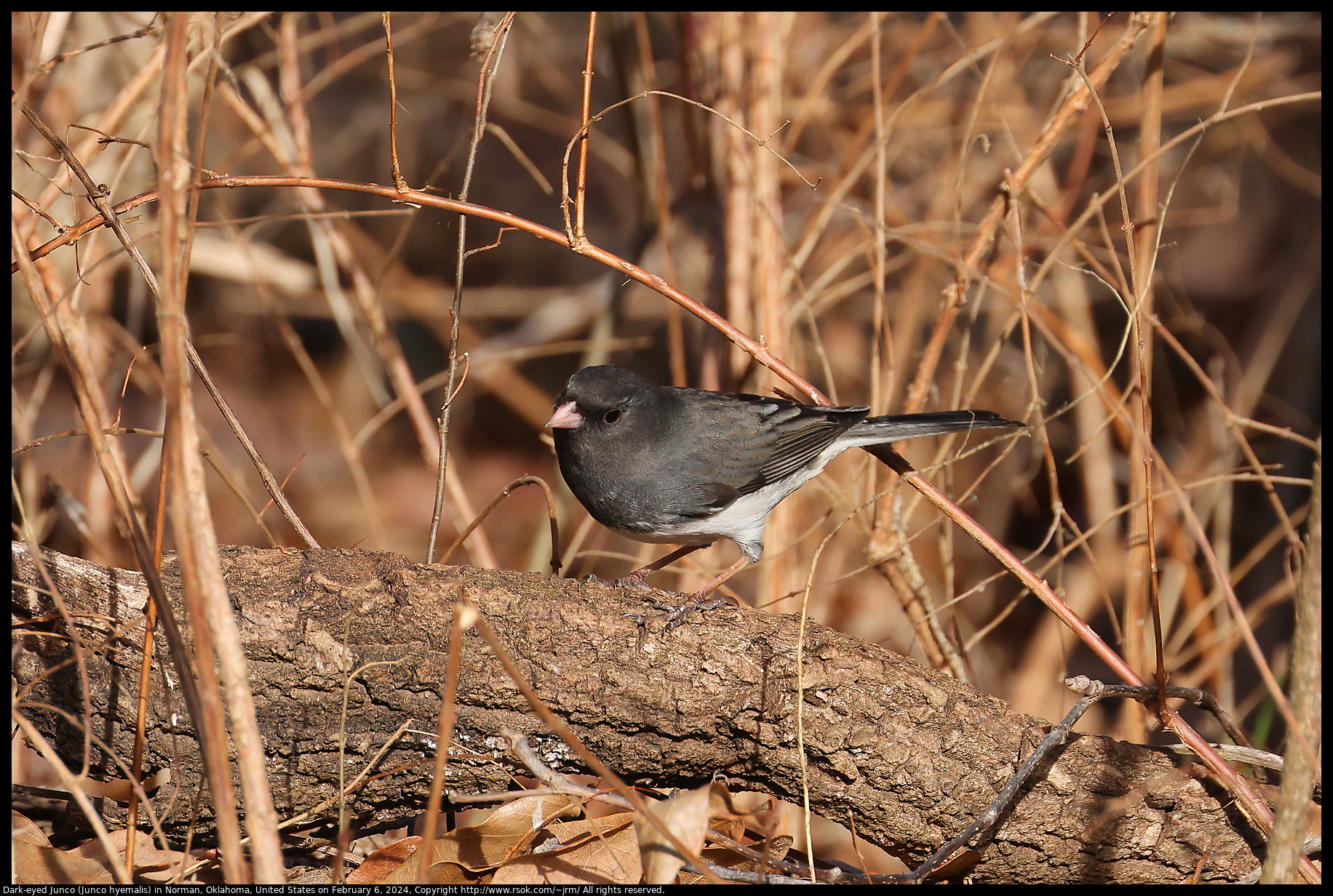 Dark-eyed Junco (Junco hyemalis) in Norman, Oklahoma, United States on February 6, 2024