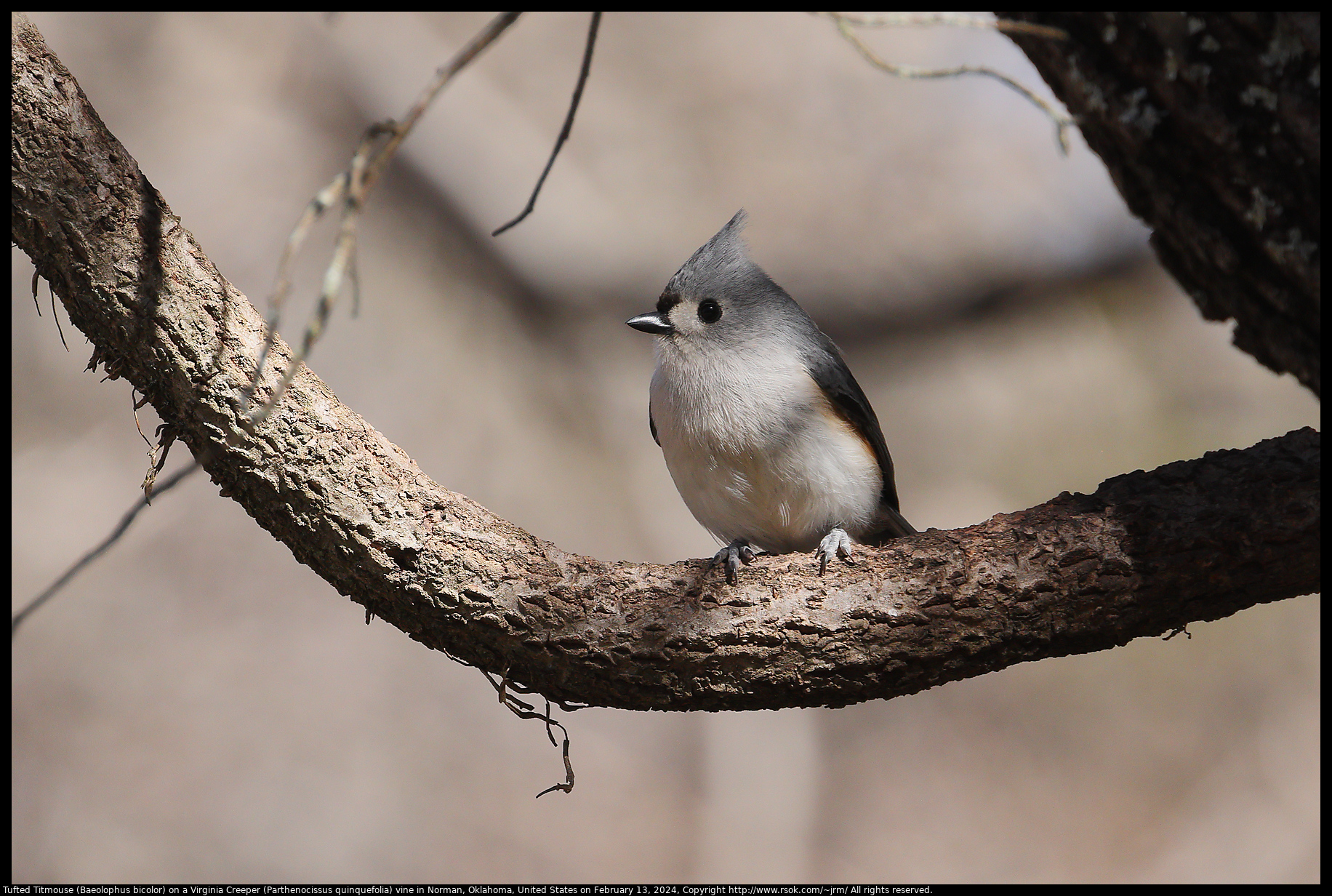 Tufted Titmouse (Baeolophus bicolor) on a Virginia Creeper (Parthenocissus quinquefolia) vine in Norman, Oklahoma, United States on February 13, 2024