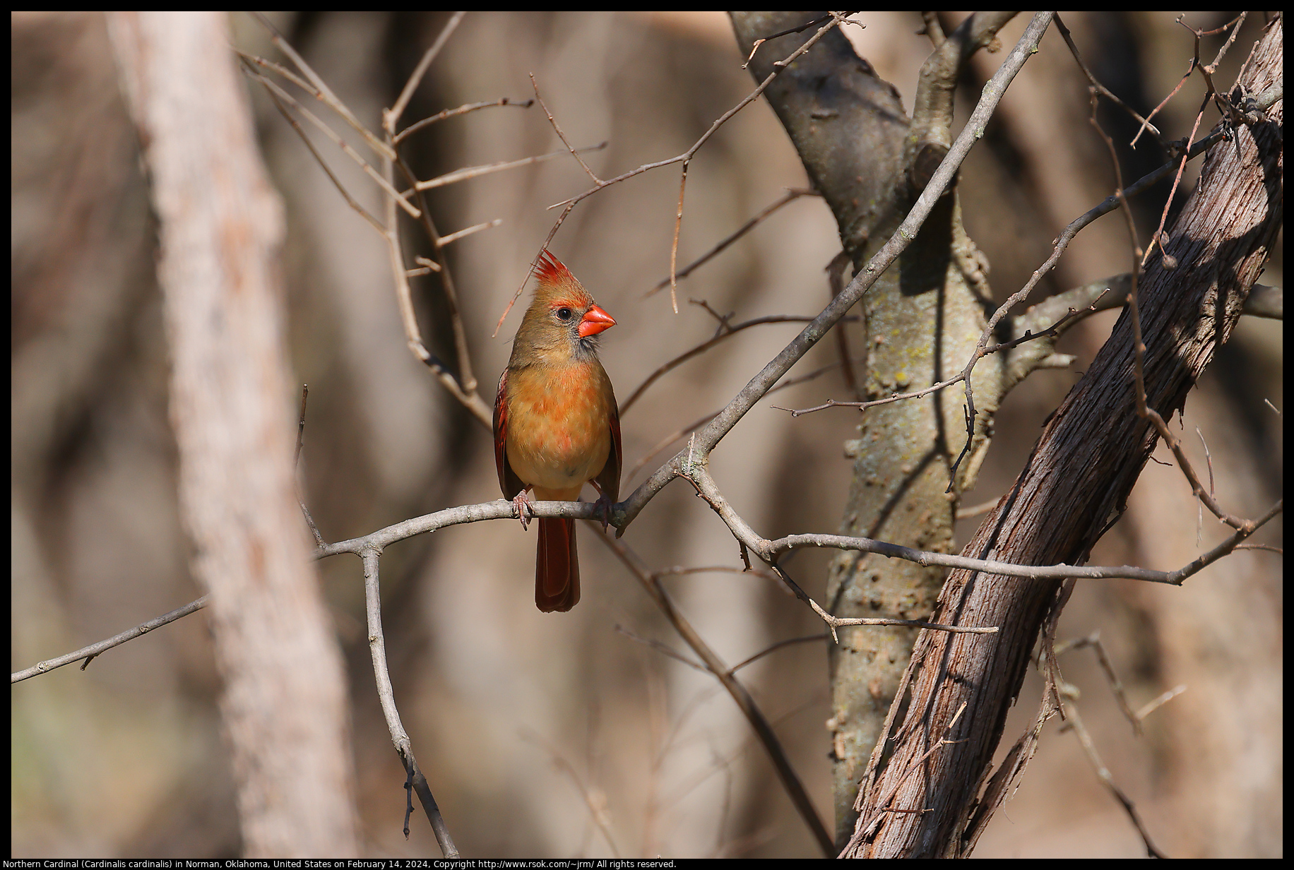 Northern Cardinal (Cardinalis cardinalis) in Norman, Oklahoma, United States on February 14, 2024