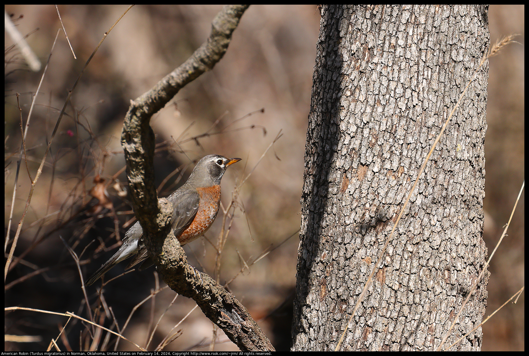 American Robin (Turdus migratorius) in Norman, Oklahoma, United States on February 14, 2024