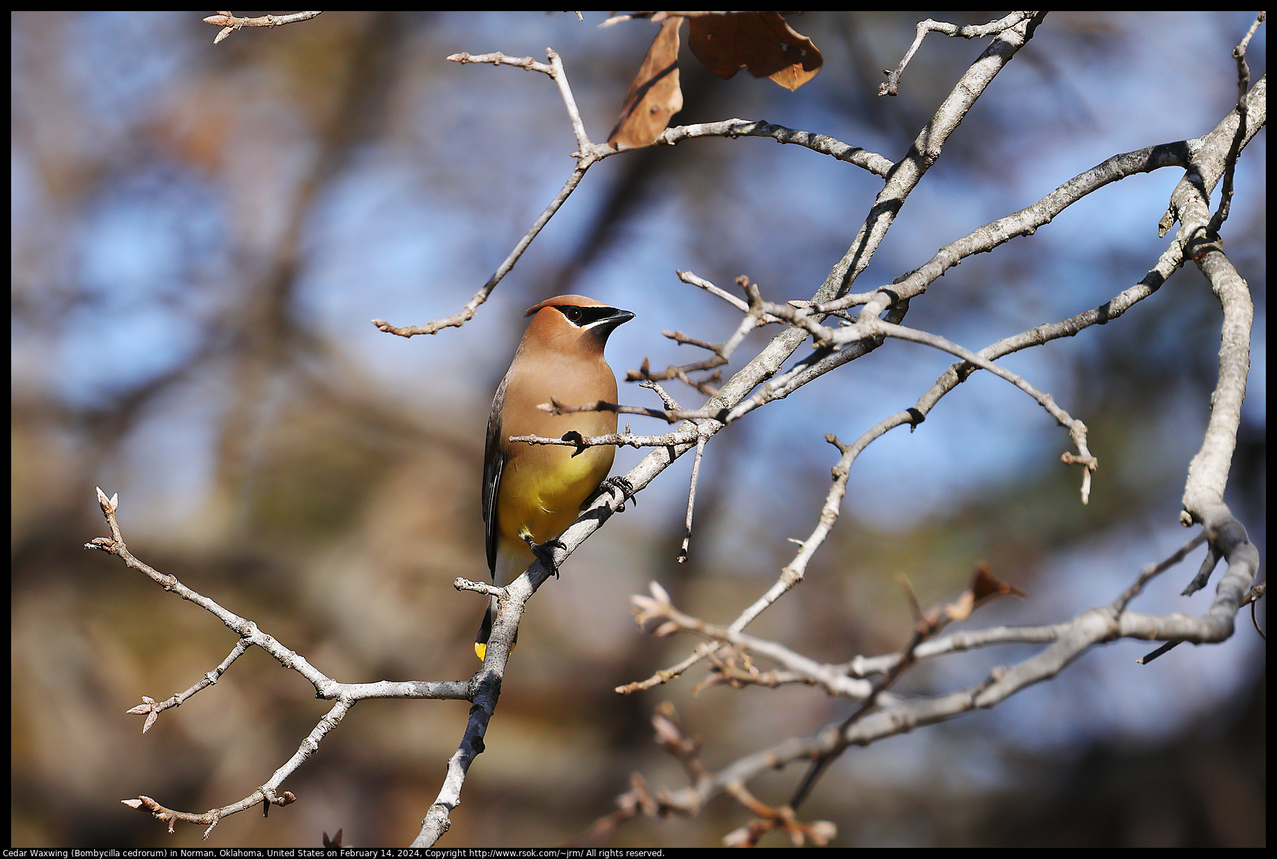 Cedar Waxwing (Bombycilla cedrorum) in Norman, Oklahoma, United States on February 14, 2024