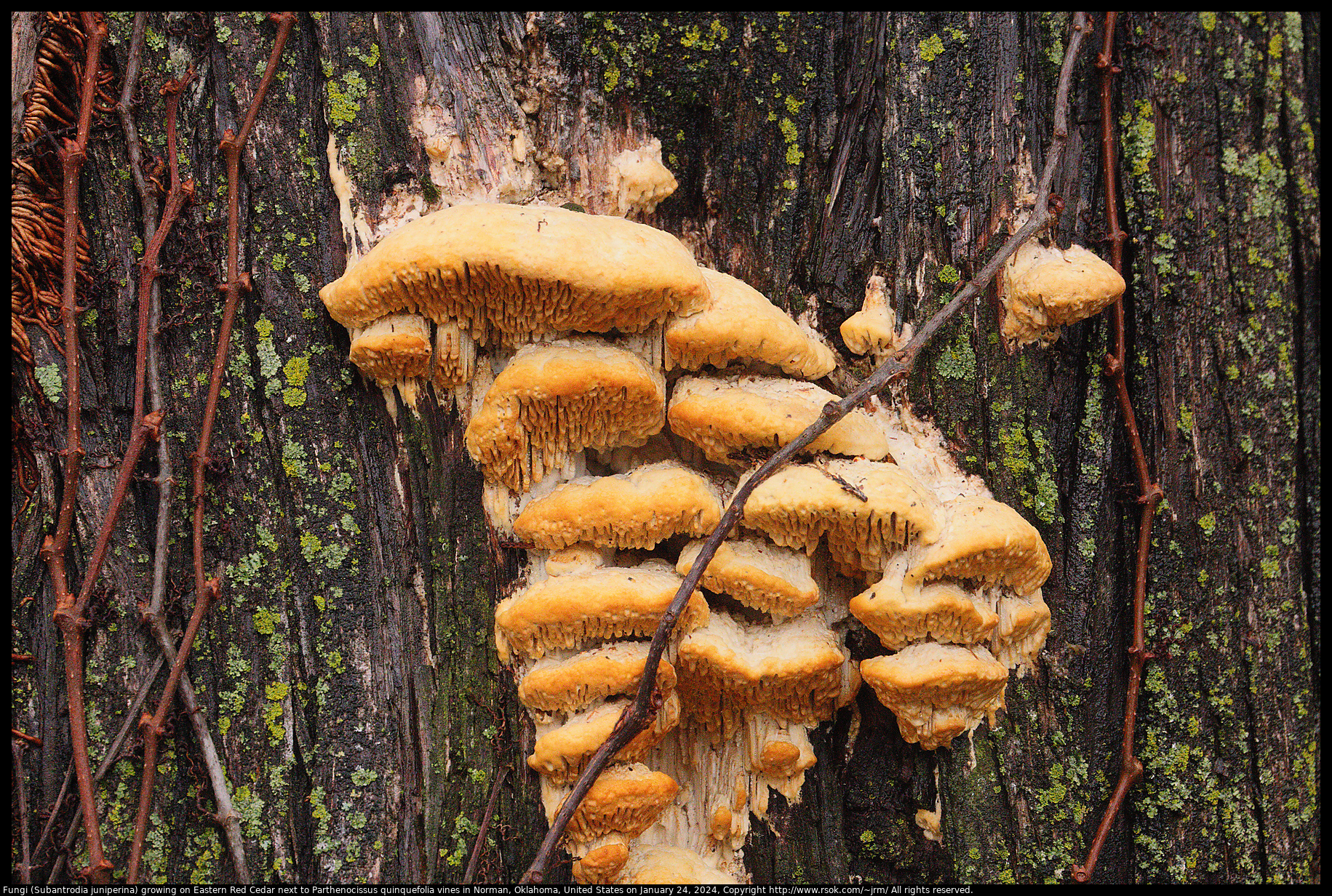 Fungi (Subantrodia juniperina) growing on Eastern Red Cedar next to Parthenocissus quinquefolia vines in Norman, Oklahoma, United States on January 24, 2024