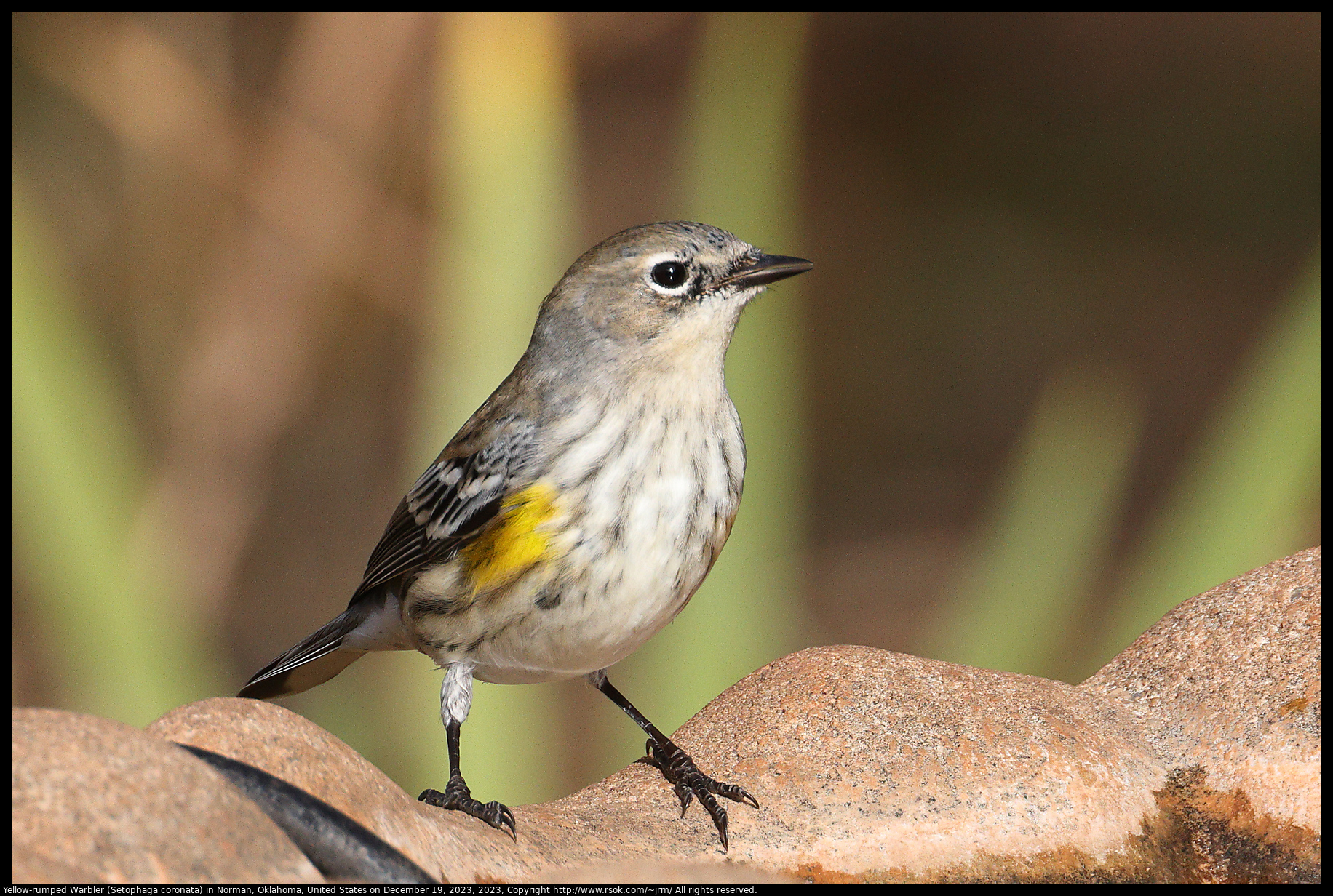 Yellow-rumped Warbler (Setophaga coronata) in Norman, Oklahoma, United States on December 19, 2023