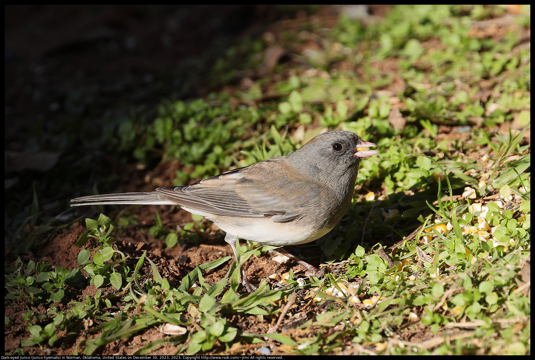 Dark-eyed Junco (Junco hyemalis) in Norman, Oklahoma, United States on December 30, 2023