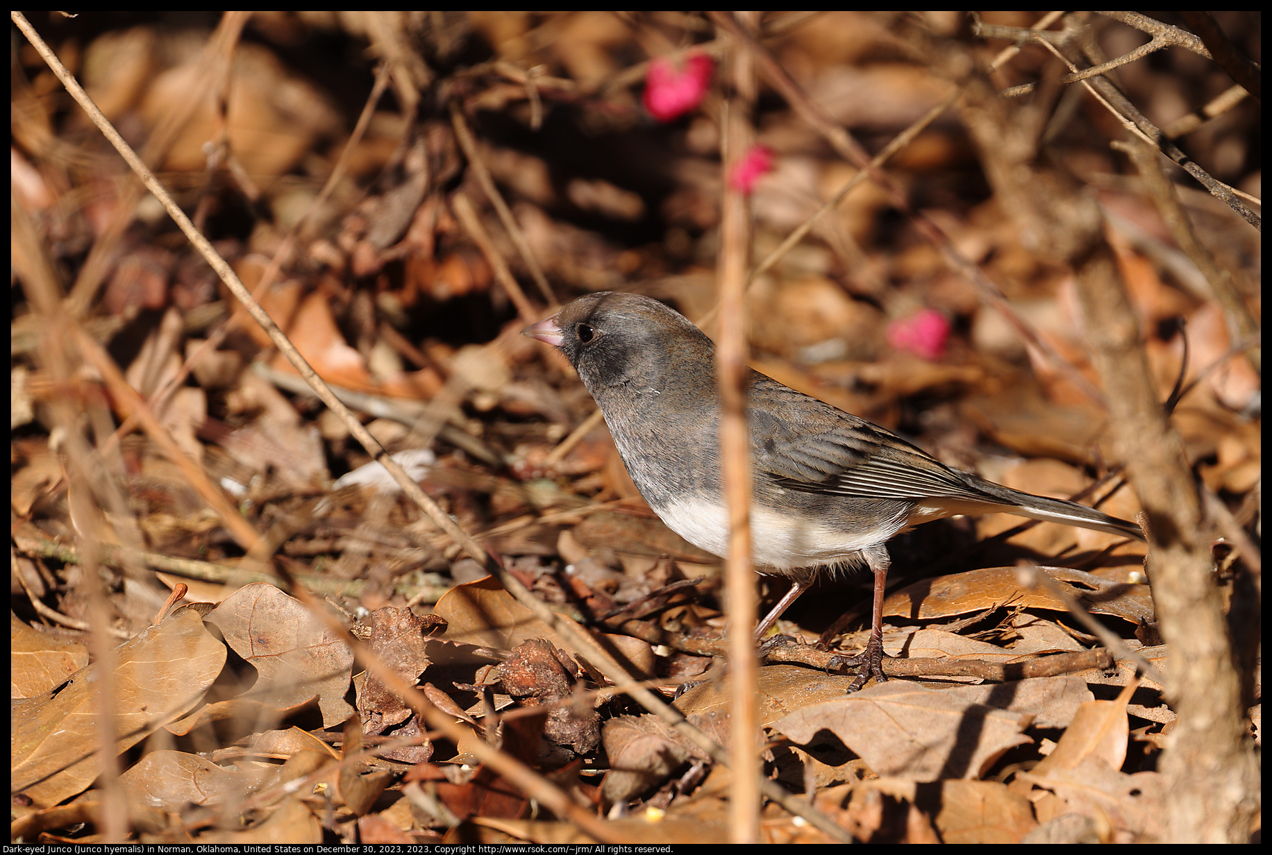 Dark-eyed Junco (Junco hyemalis) in Norman, Oklahoma, United States on December 30, 2023