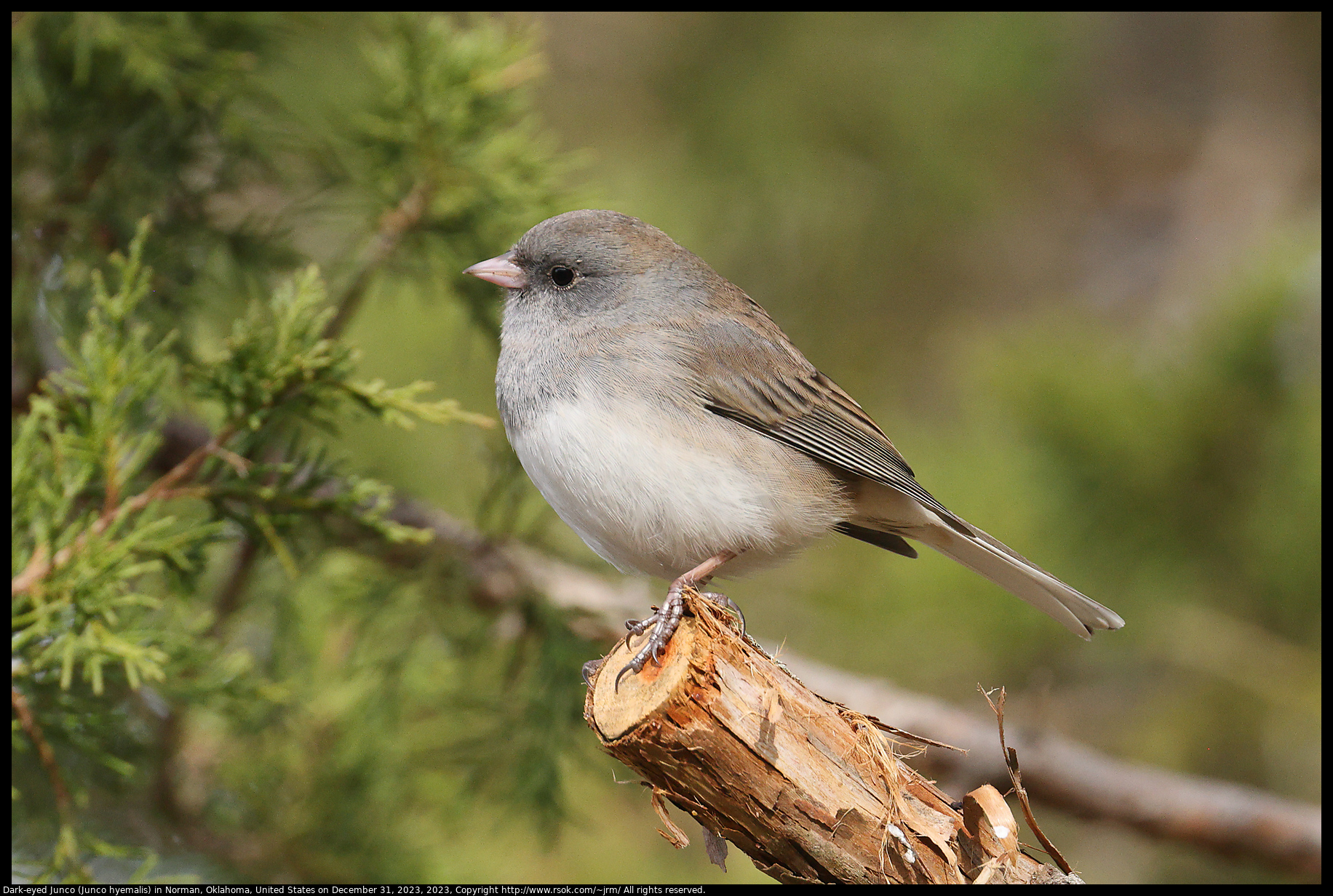 Dark-eyed Junco (Junco hyemalis) in Norman, Oklahoma, United States on December 31, 2023