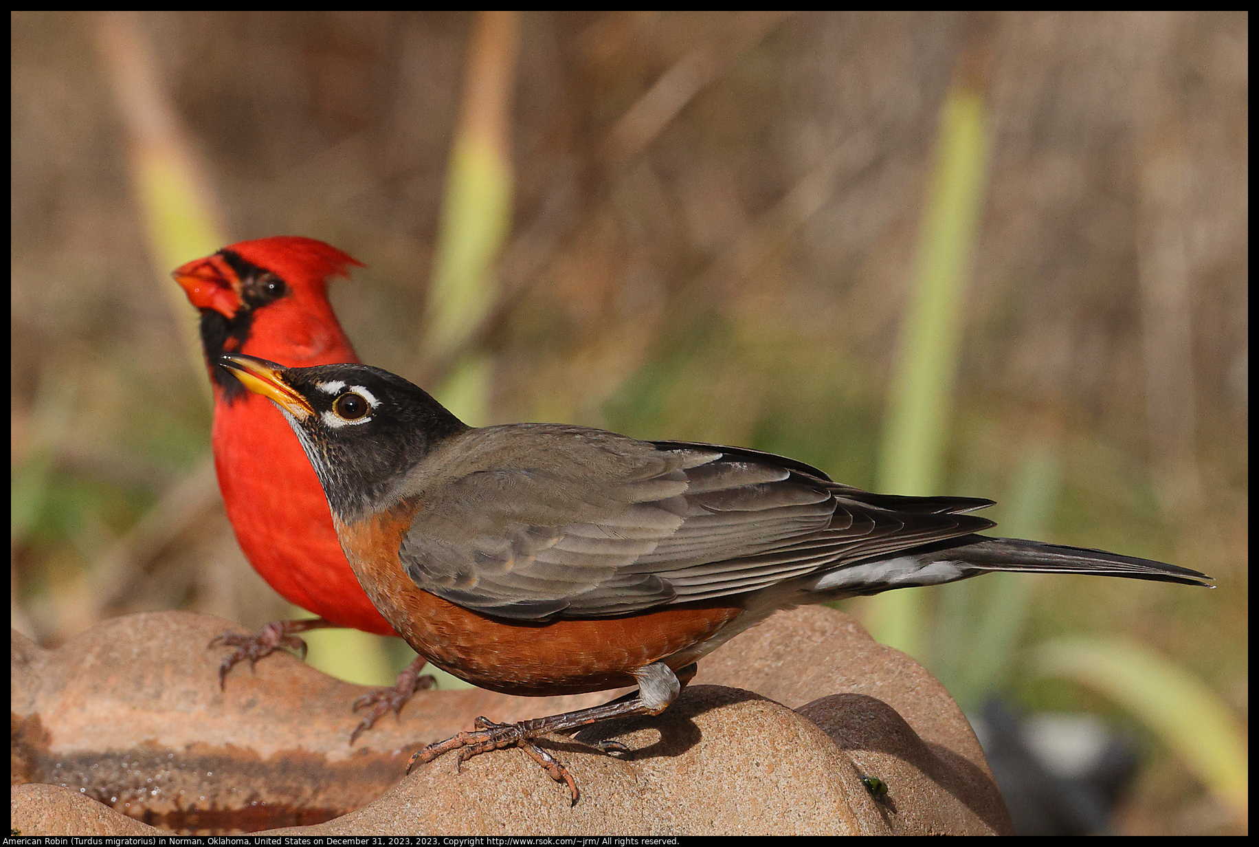 American Robin (Turdus migratorius) in Norman, Oklahoma, United States on December 31, 2023