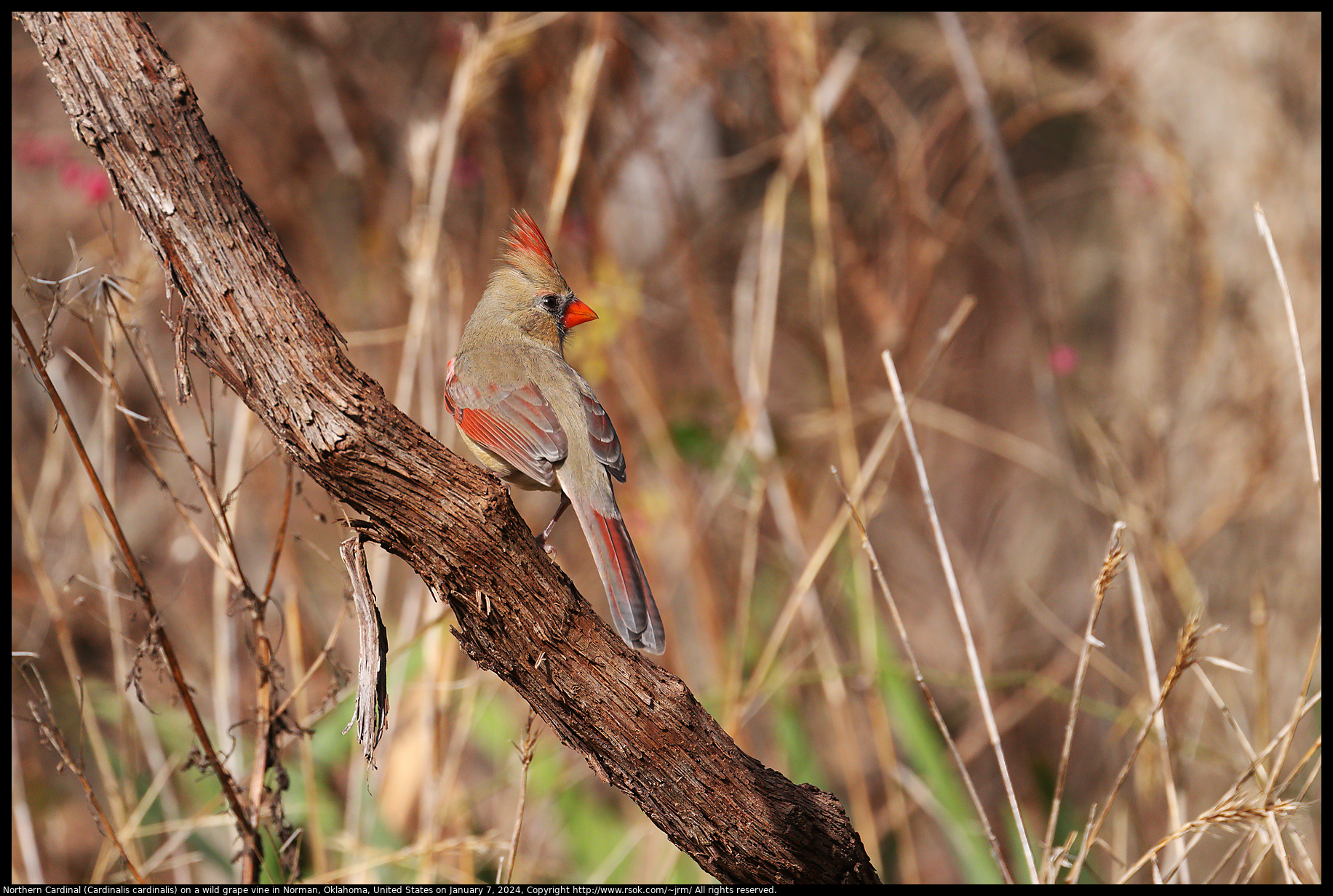 Northern Cardinal (Cardinalis cardinalis) on a wild grape vine in Norman, Oklahoma, United States on January 7, 2024