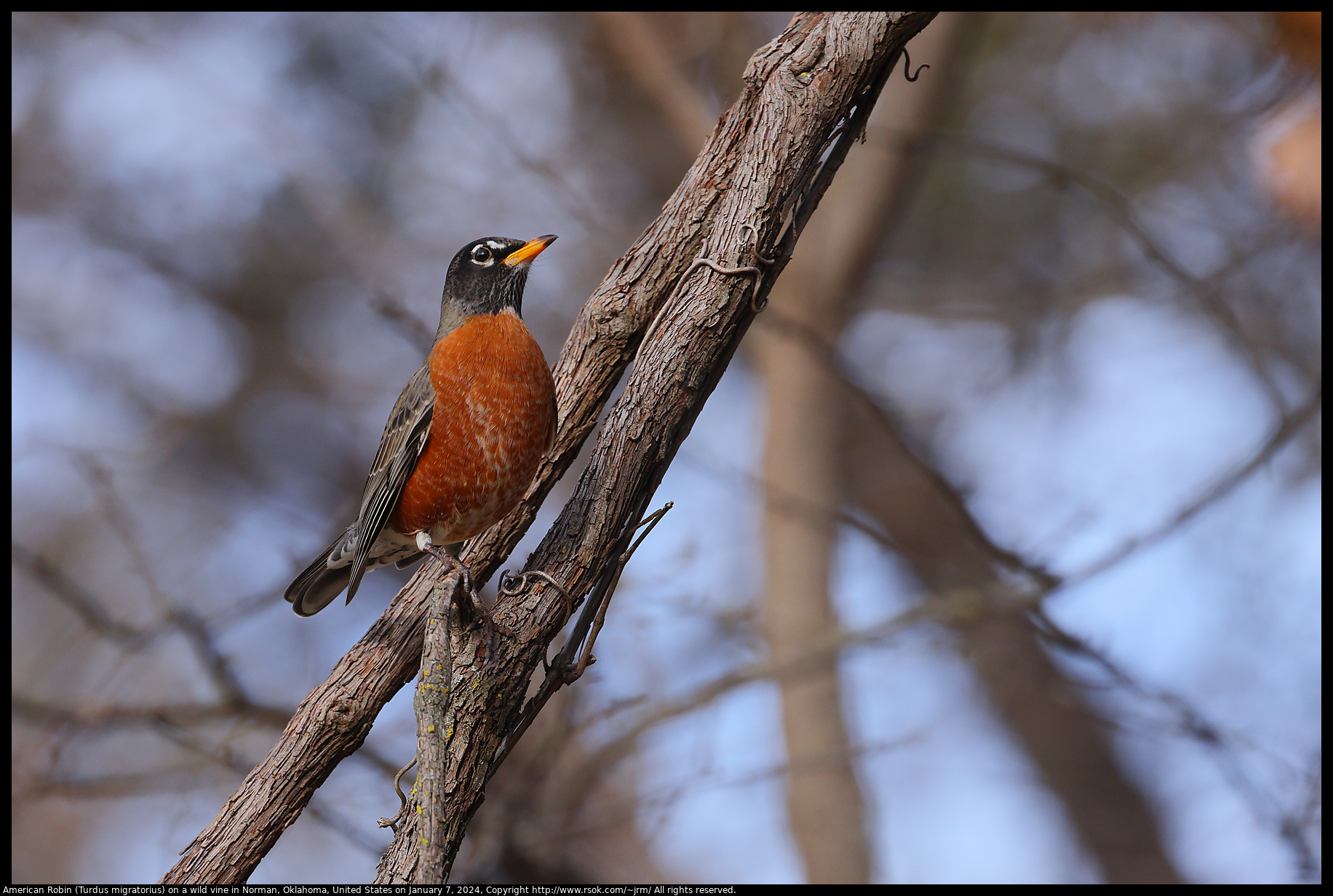 American Robin (Turdus migratorius) on a wild vine in Norman, Oklahoma, United States on January 7, 2024