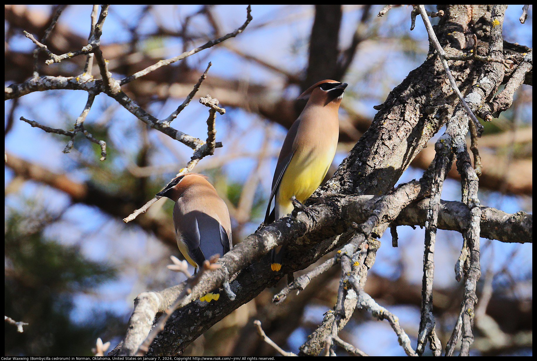 Cedar Waxwing (Bombycilla cedrorum) in Norman, Oklahoma, United States on January 7, 2024