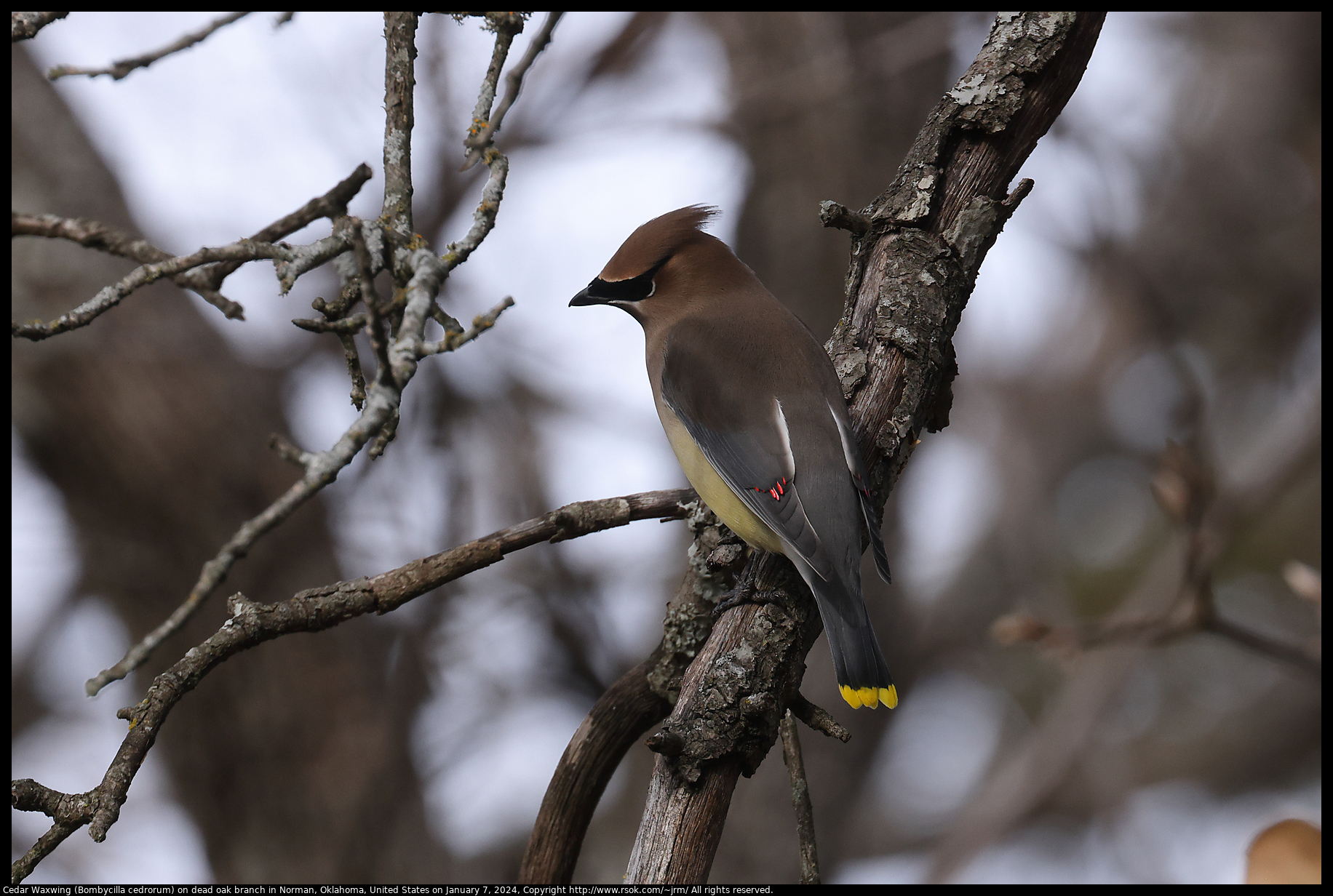 Cedar Waxwing (Bombycilla cedrorum) on dead oak branch in Norman, Oklahoma, United States on January 7, 2024