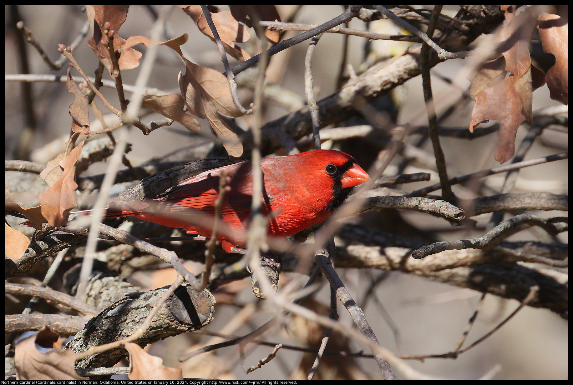 Northern Cardinal (Cardinalis cardinalis) in Norman, Oklahoma, United States on January 10, 2024