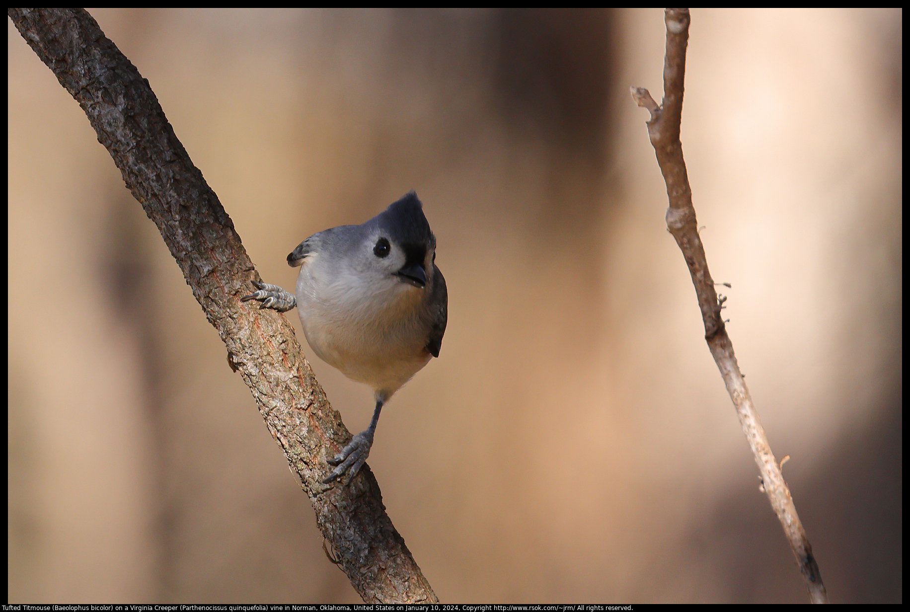 Tufted Titmouse (Baeolophus bicolor) on a Virginia Creeper (Parthenocissus quinquefolia) vine in Norman, Oklahoma, United States on January 10, 2024