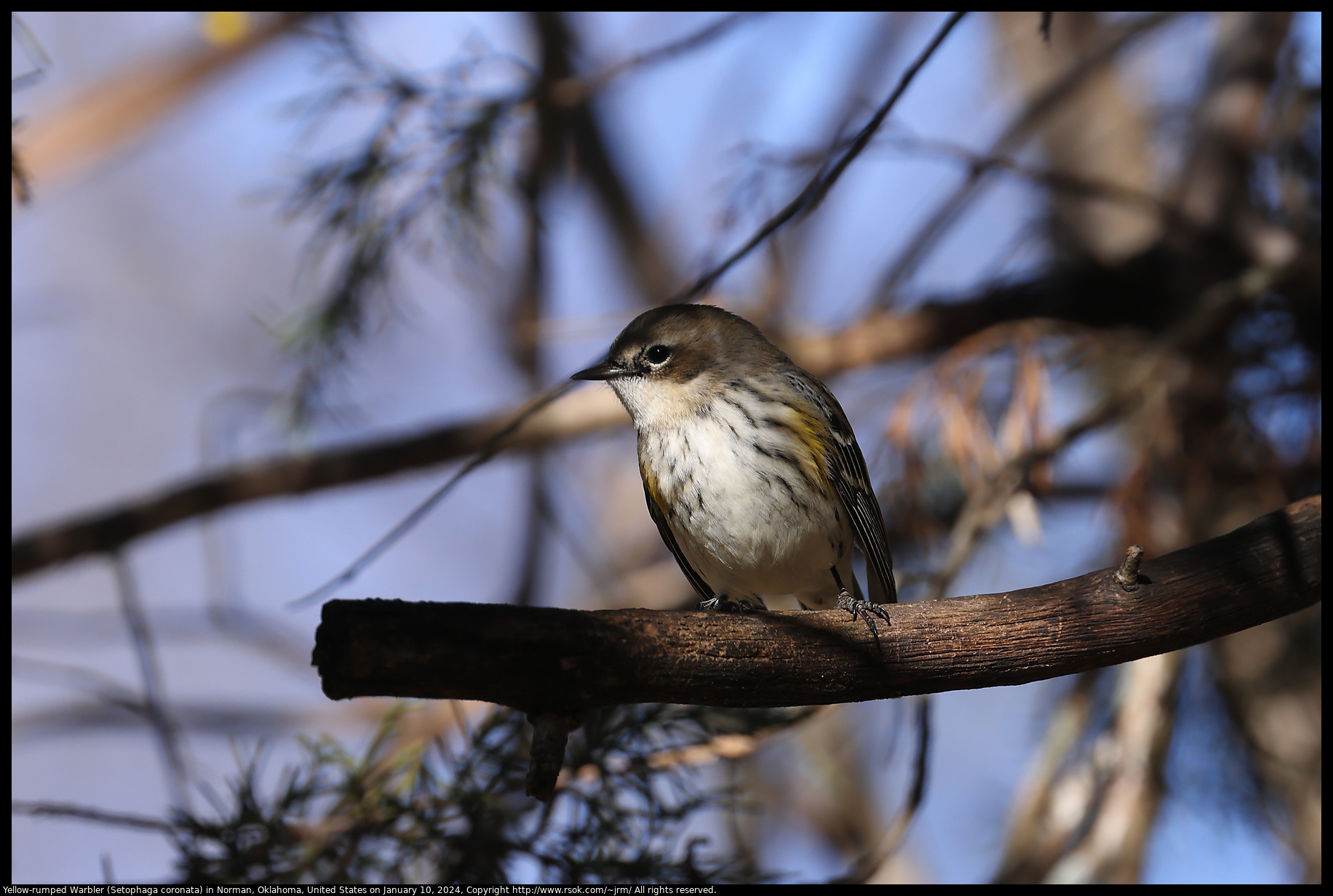 Yellow-rumped Warbler (Setophaga coronata) in Norman, Oklahoma, United States on January 10, 2024