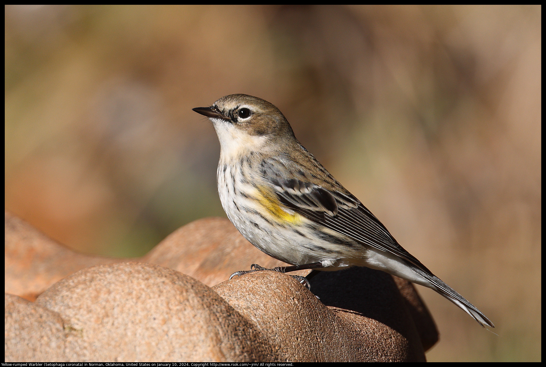 Yellow-rumped Warbler (Setophaga coronata) in Norman, Oklahoma, United States on January 10, 2024