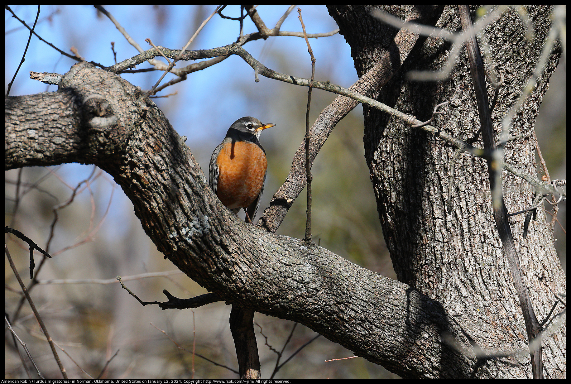 2024jan12_robin_IMG_8569c.jpg