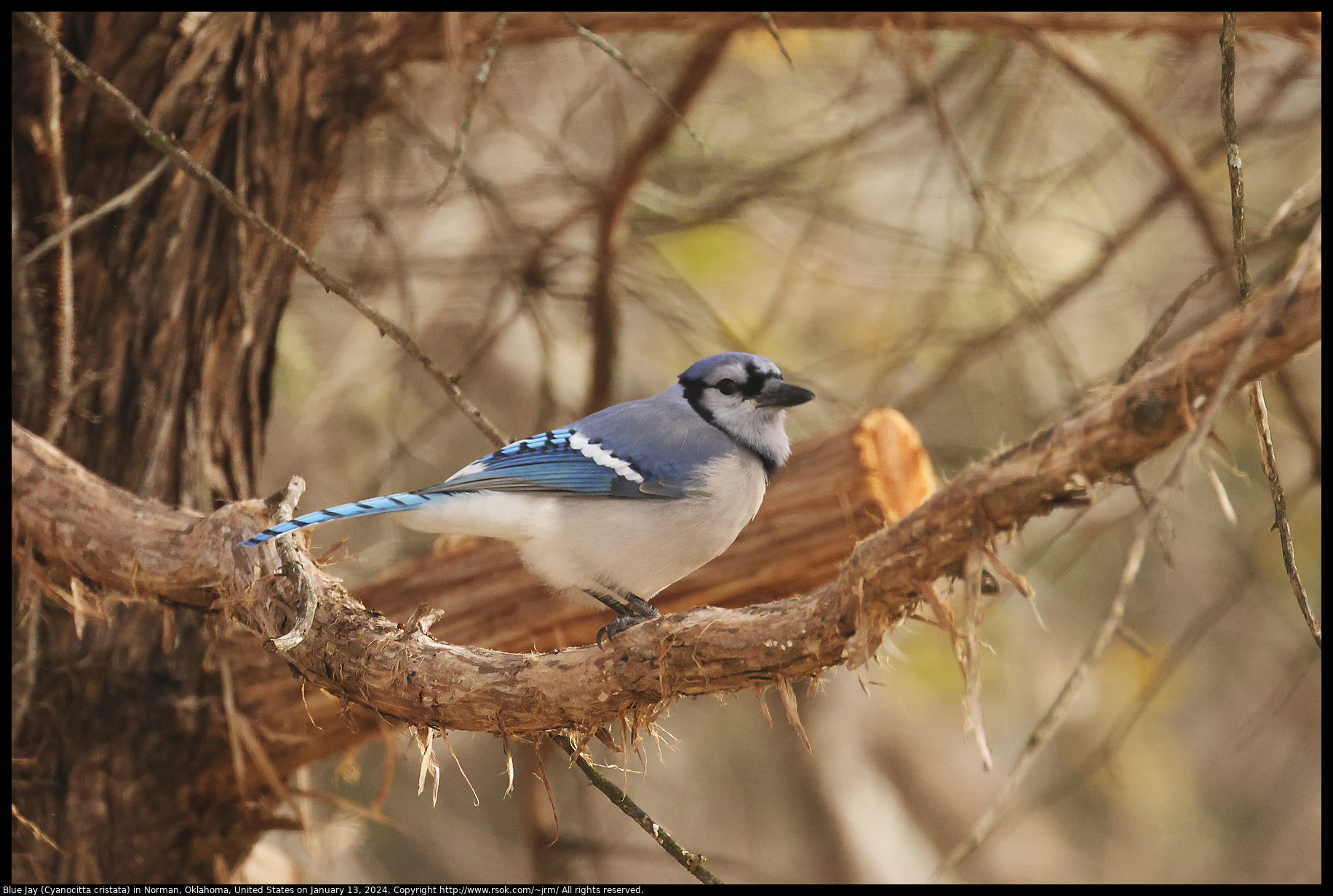 Blue Jay (Cyanocitta cristata) in Norman, Oklahoma, United States on January 13, 2024